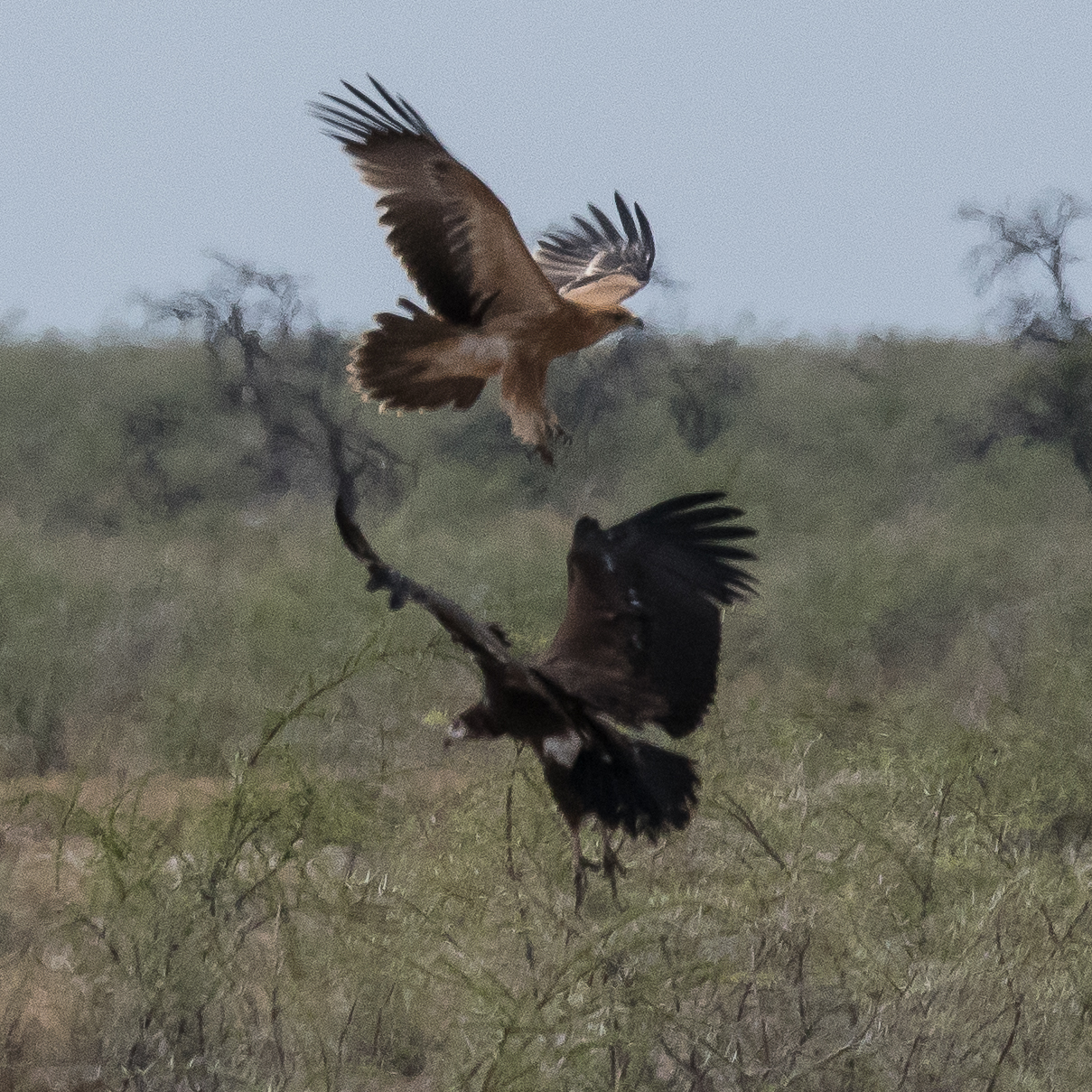 Envol d'un Gymnogène d'Afrique (African Harrier-Hawk, Polyboroides typus) dérangé par le passage d'un jeune Aigle Ravisseur, Namutoni, Parc National d'Etosha, Namibie.