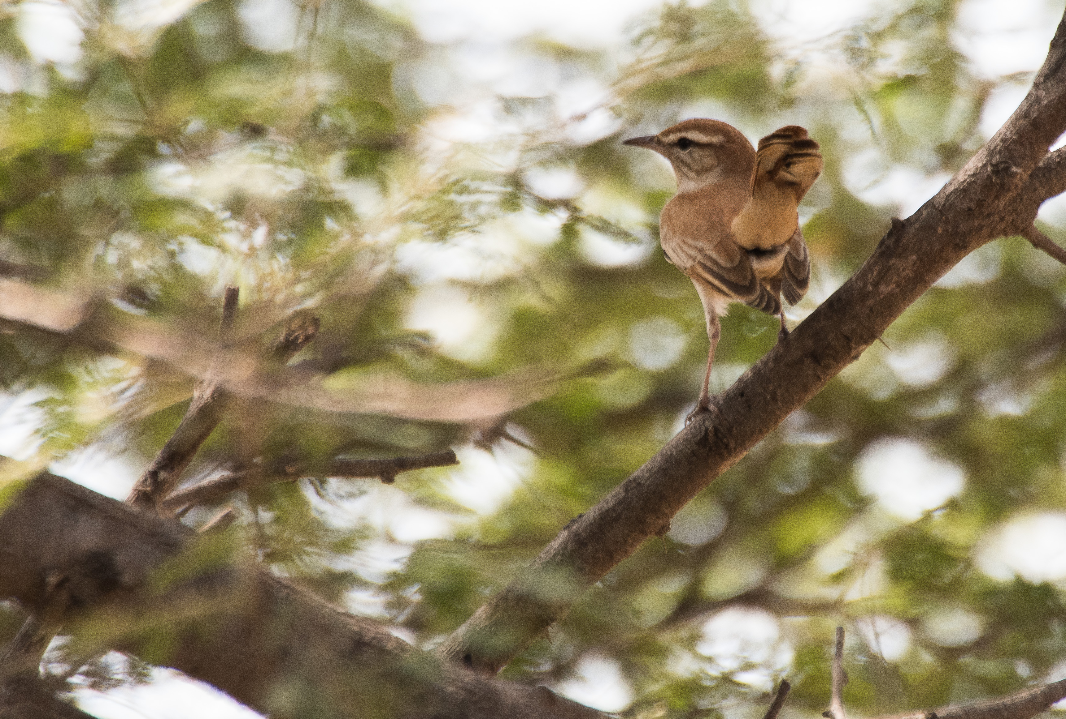 Agrobate roux (Rufous-tailed scrub robin, Cercotrichas galactotes), Réserve de Popenguine, Sénégal.