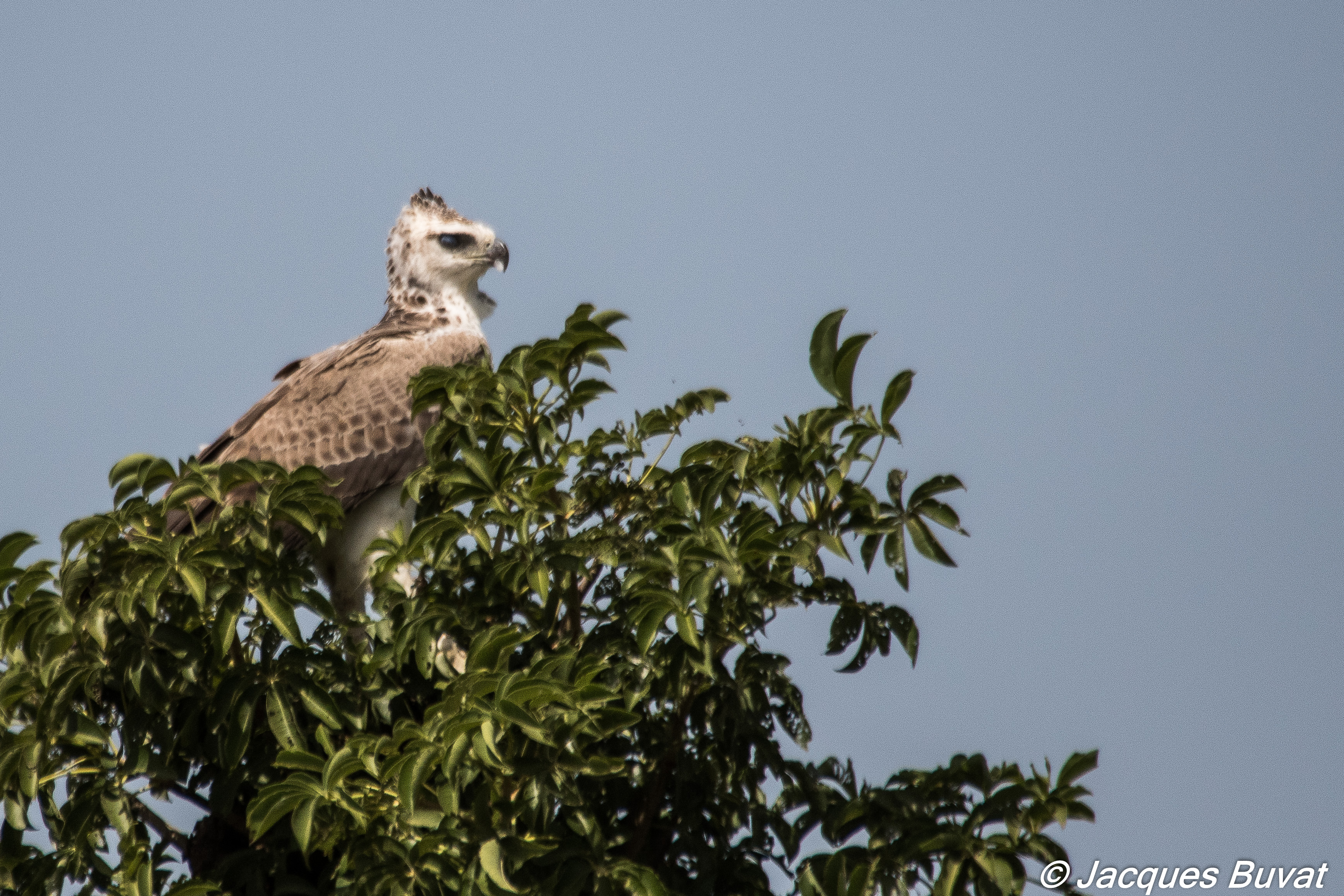 Aigle Martial immature (Martial Eagle, Polemaetus Bellicosus) perché au sommet du plus grand arbre de la lagune. Réserve d’Intérêt Communautaire de la Somone, Sénégal. 