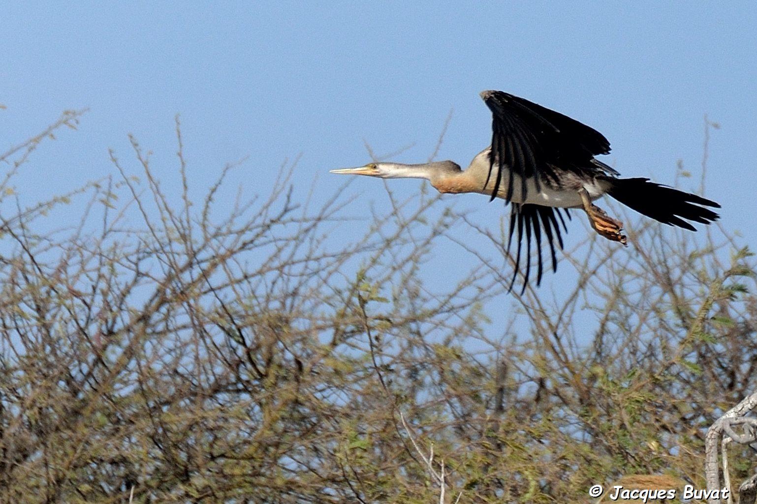 Anhinga d'Afrique au (African Darter, Anhinga Rufa) au vol, Etang Sonko1, Brousse de Somone, Sénégal. 