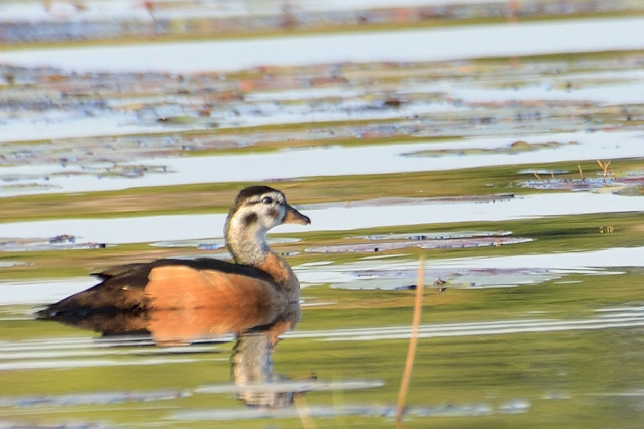 Anserelle naine (African pygmy goose, Nettapus auritus), femelle adulte, Jao island, Delta de l'Okavango, Botswana.