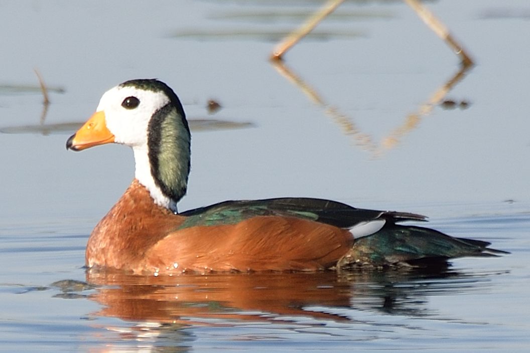 Anserelle naine (African pygmy goose, Nettapus auritus), mâle adulte, Jao island, Delta de l'Okavango, Botswana.