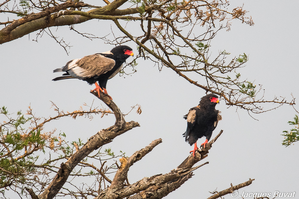 Bateleurs des savanes (Bateleur, Theratopius ecaudatus), couple perché, Queen Elisabeth National Park, Ouganda.
