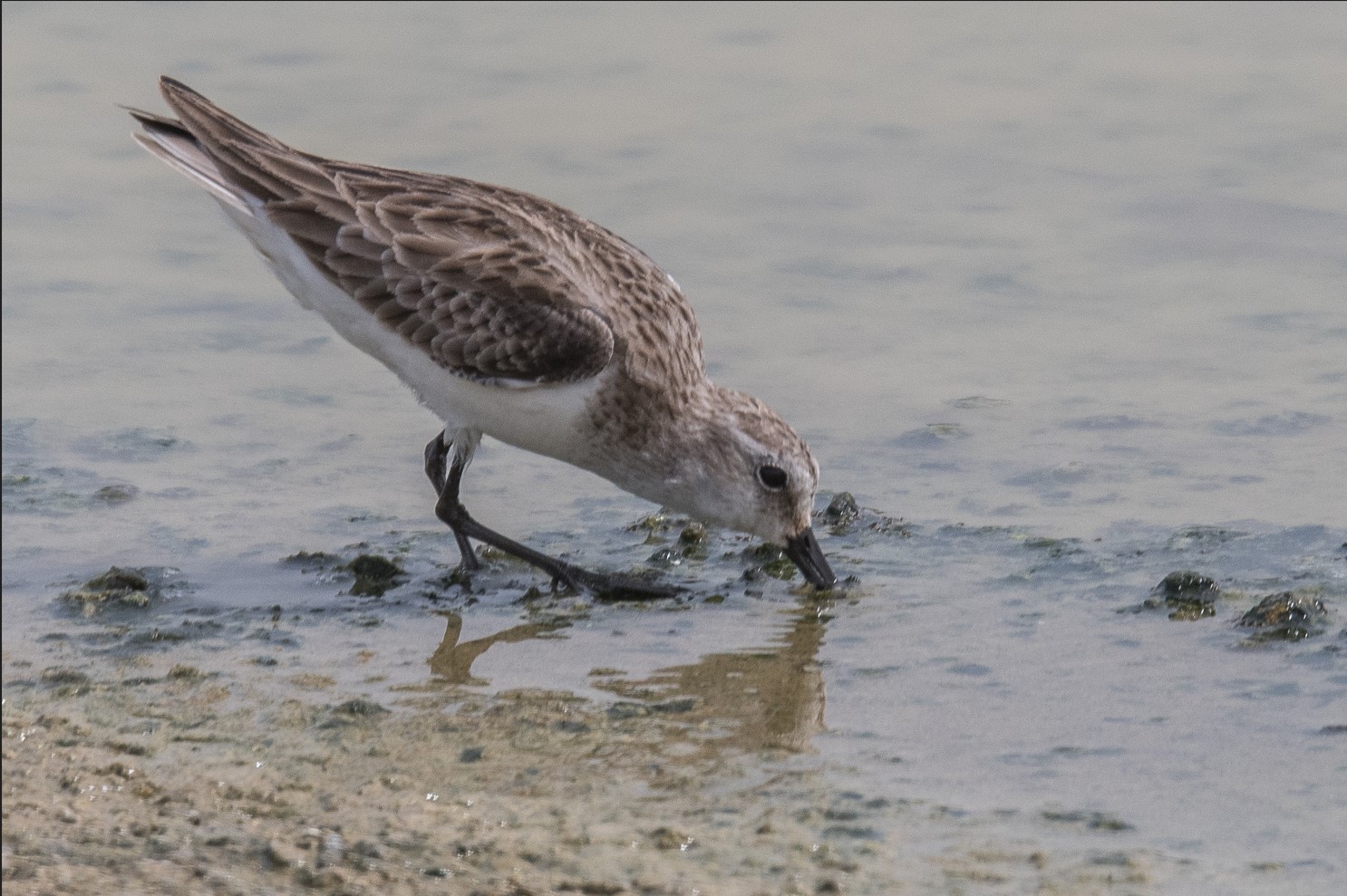 Bécasseau minute (Little stint, Calidris minuta), adulte internuptial  sondant frénétiquement le sable à la recherche de nourriture, Technopole de Pikine, Dakar, Sénégal.