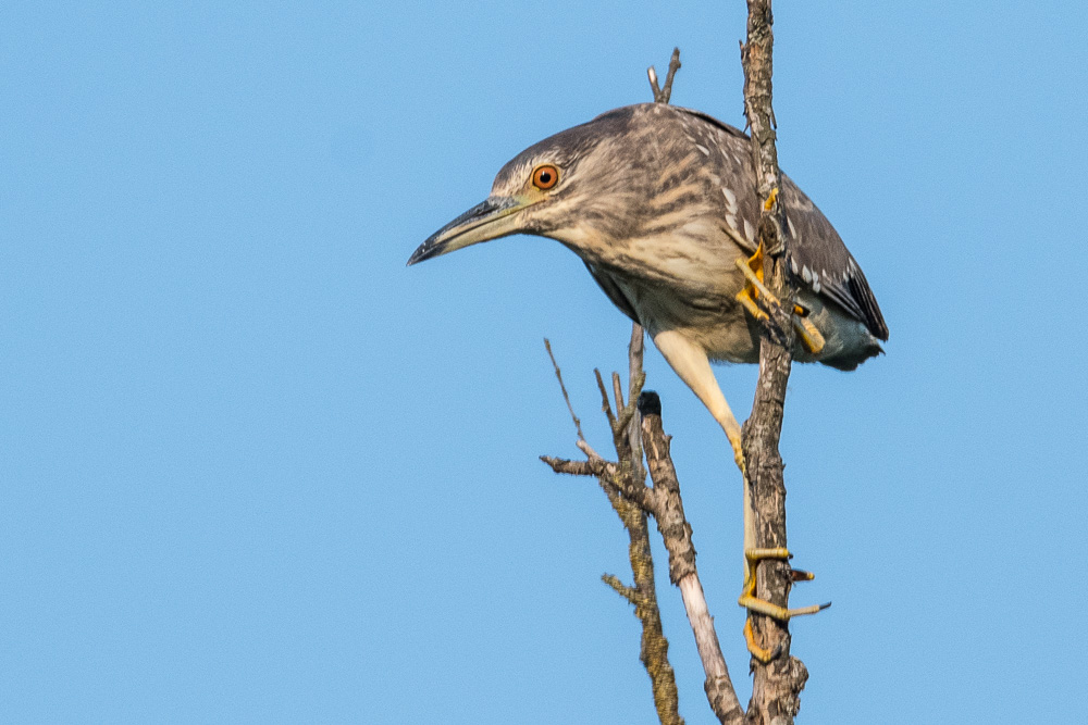 Bihoreau gris(Black crowned night heron, Nycticorax nycticorax), juvénile de première année, Dépôt 53 de la Réserve Naturelle de Mont-Bernanchon, Hauts de France.