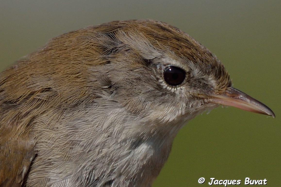 Bouscarle de Cetti (Cetti's warbler, Cettia cetti), gros plan sur la tête, d'un adulte, Réserve Naturelle de Mont-Bernanchon, Hauts de France.