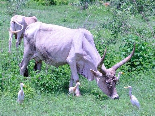 Hérons garde-bœufs, (Western cattle egrets,Bubulcus ibis) autour de zébus, brousse de Somone, Région de Thiés, Sénégal.
