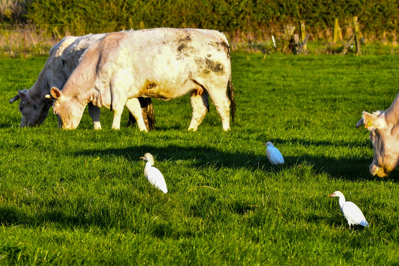 Premiers Hérons garde-bœufs (Western cattle egret, Bubulcus ibis) photographiès  à Mont-Bernanchon, Hauts de France, le 18-04-17 au riez du vinage.