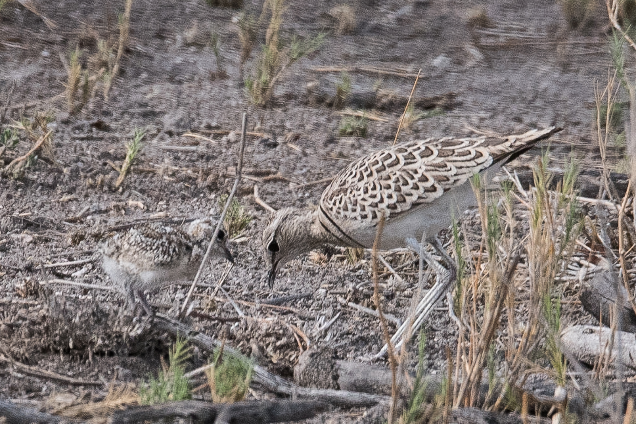 Courvites à double collier (Double-banded coursers, Rhinoptilus africanus), adulte et poussin, Parc National d'Etosha, Namibie.