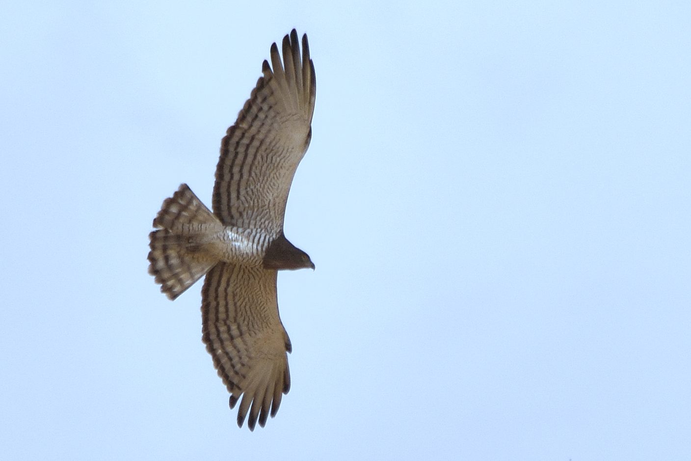 Circaète de Beaudouin (Beaudouin's snake eagle, Circaetus Beaudouini), adulte probablement femelle planant au dessus de Keur Samba Haan à la recherche de serpents à consommer.