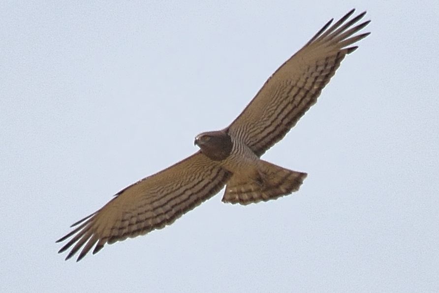 Circaète de Beaudouin (Beaudouin's snake eagle, Circaetus Beaudouini), adulte probablement femelle planant au dessus de Keur Samba Haan à la recherche de nourriture.