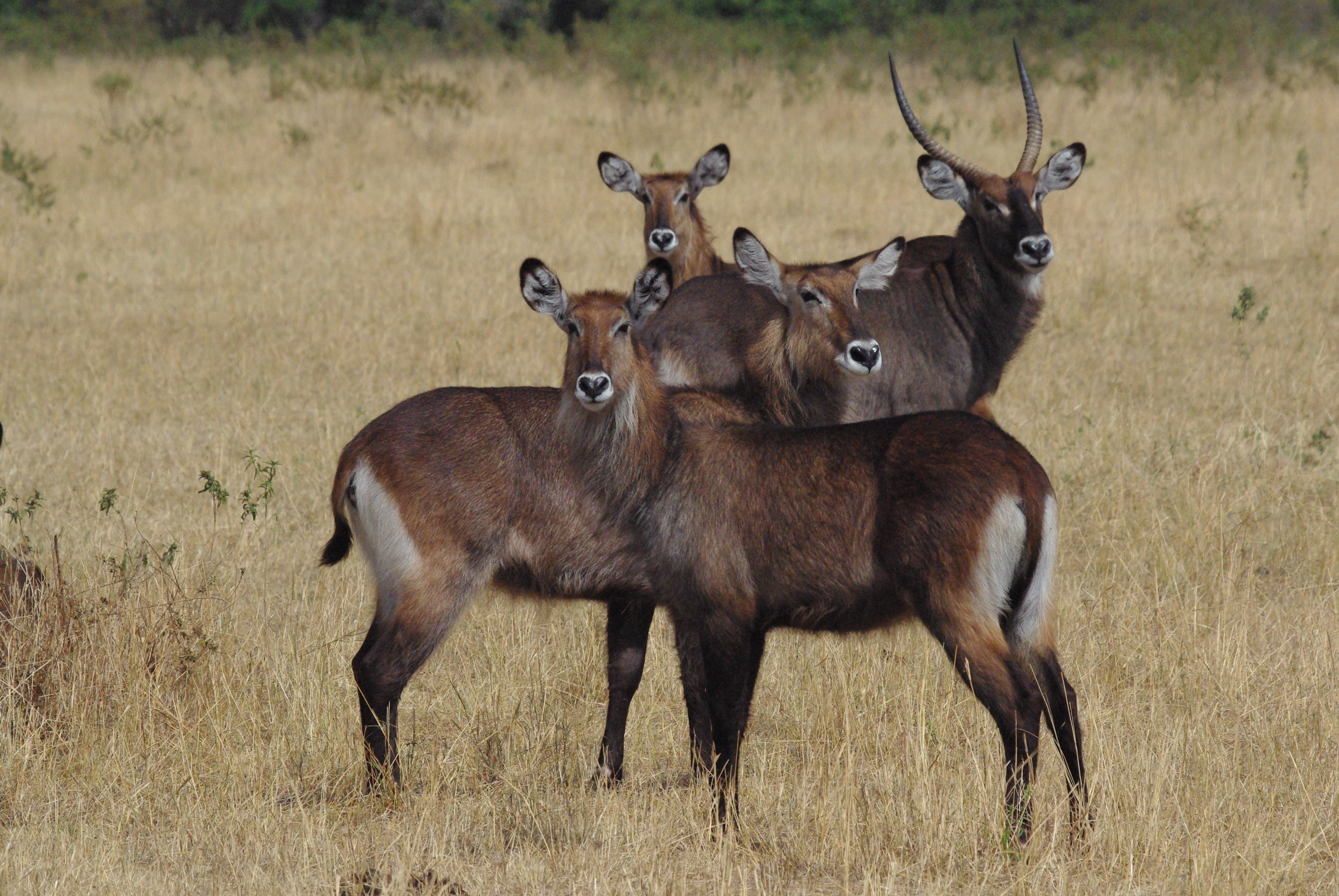 Cobes Defassa (Defassa waterbucks, Kobus ellipsiprymnus ssp defassa), jeune mâle accompagné de 3 femelles, Réserve Nationale du Masai Mara, Kenya.