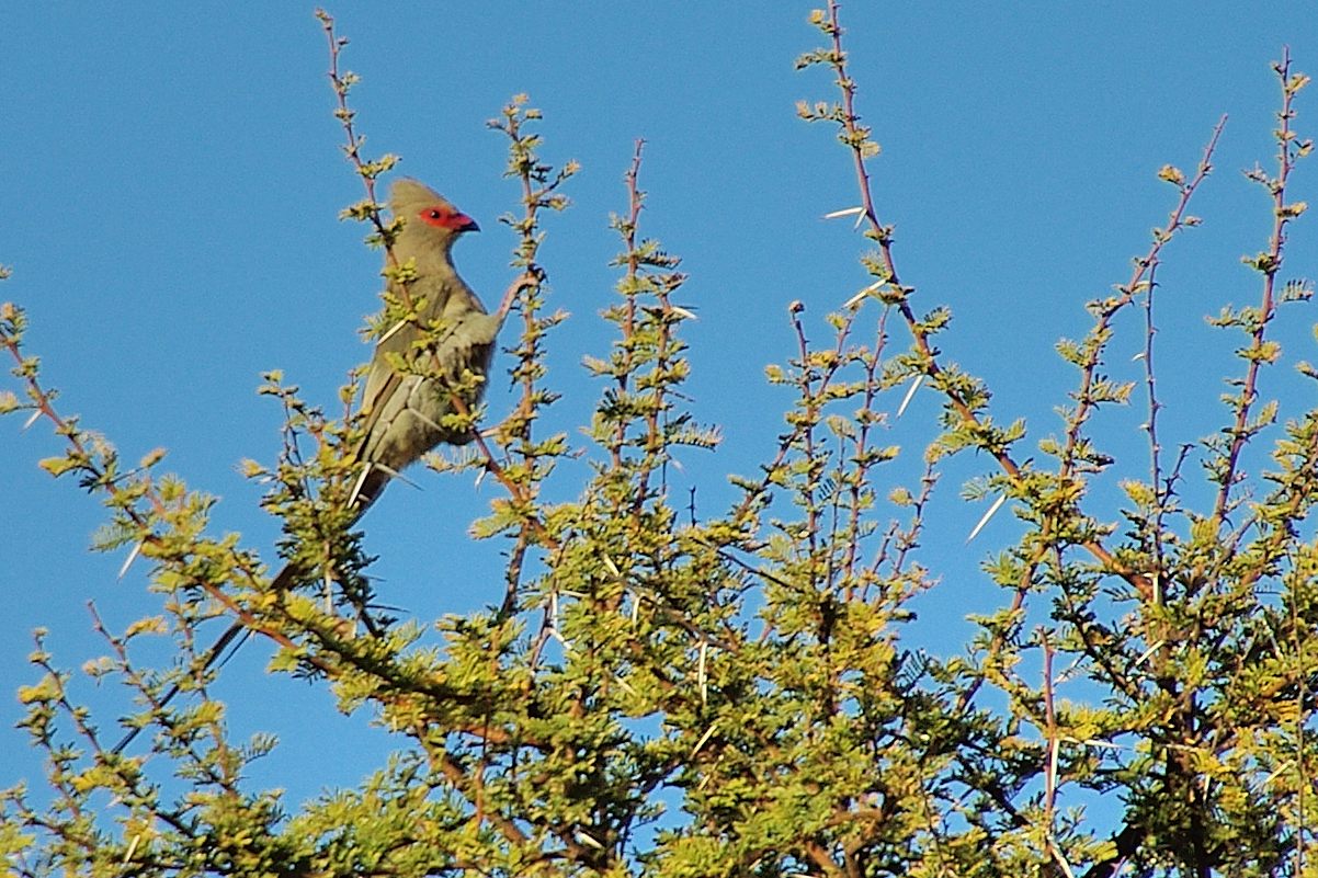 Coliou_quiriva (Red-faced mousebird, Urocolius indicus), Namutoni, Etosha National Park, Namibia, et Chief_Camp, Botswana. 