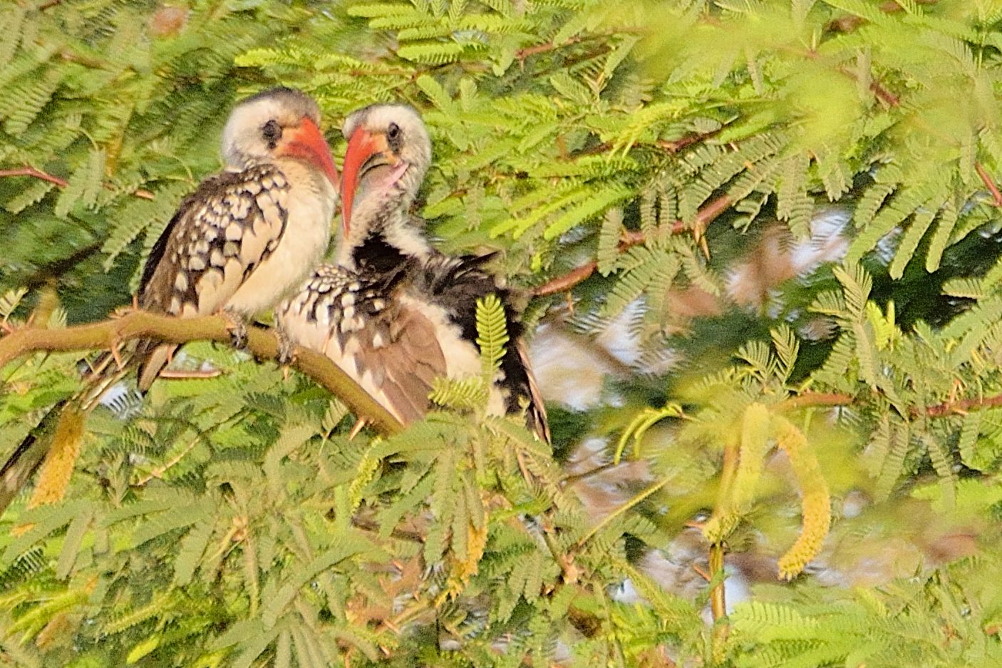 Couple de Calaos Occidentaux (Western red-billed Hornbill, Tockus Kempi)