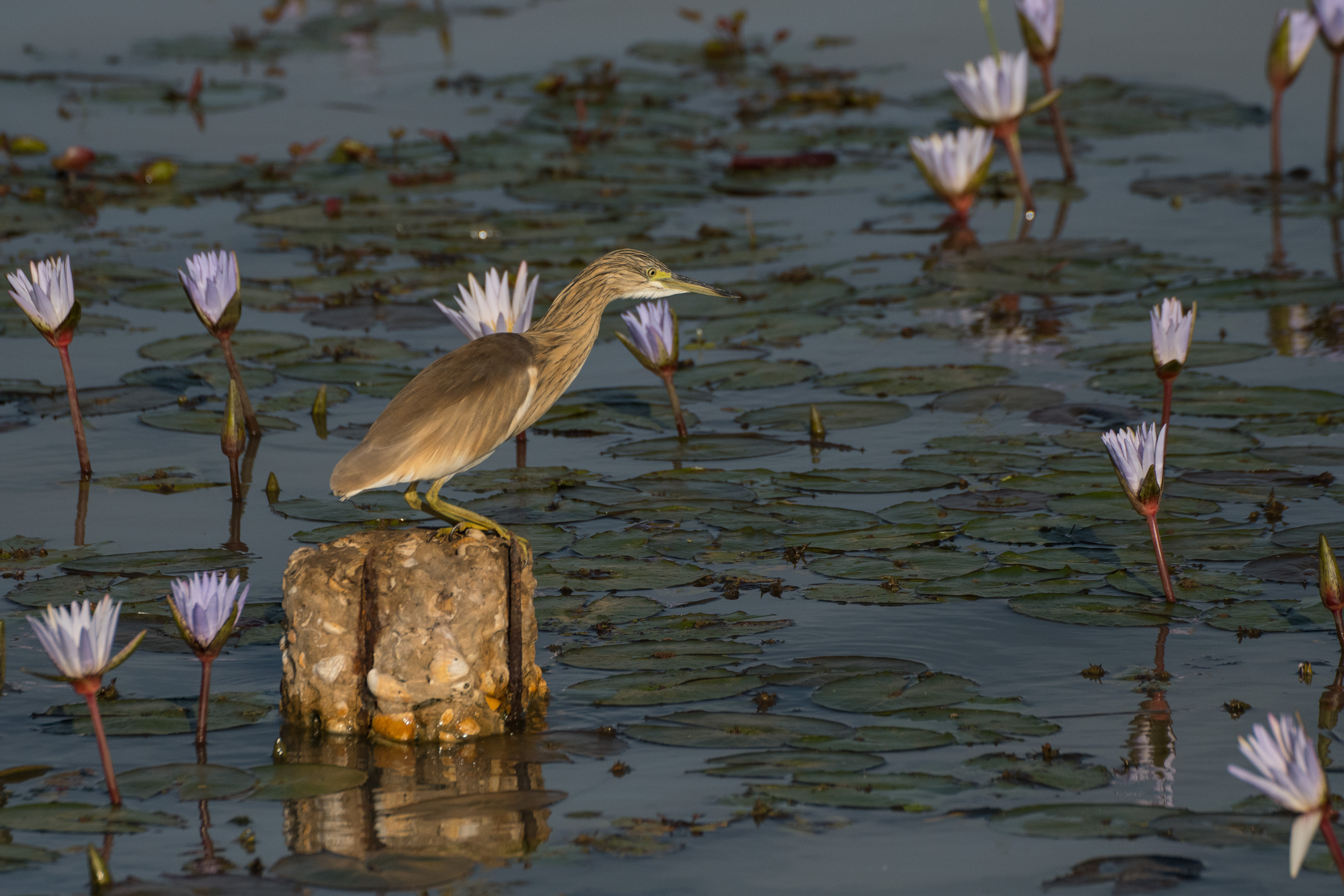 Crabier chevelu (Squacco heron, Ardeola ralloides), adulte internuptial, Parc National des Oiseaux du Djoudj, Sénégal.