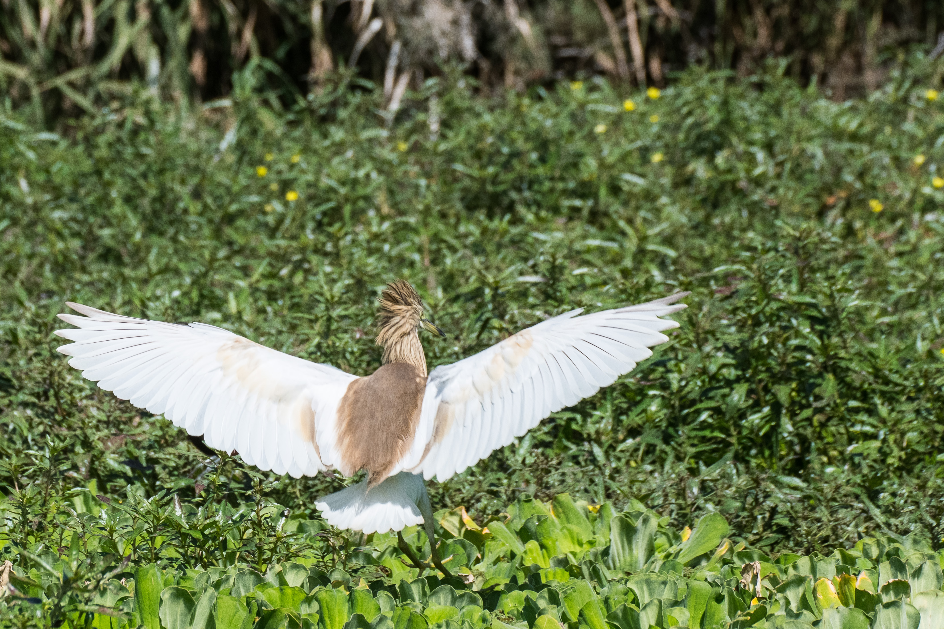 Crabier chevelu (Squacco heron, Ardeola ralloides), adulte à l'envol, Parc National des Oiseaux du Djoudj, Sénégal.