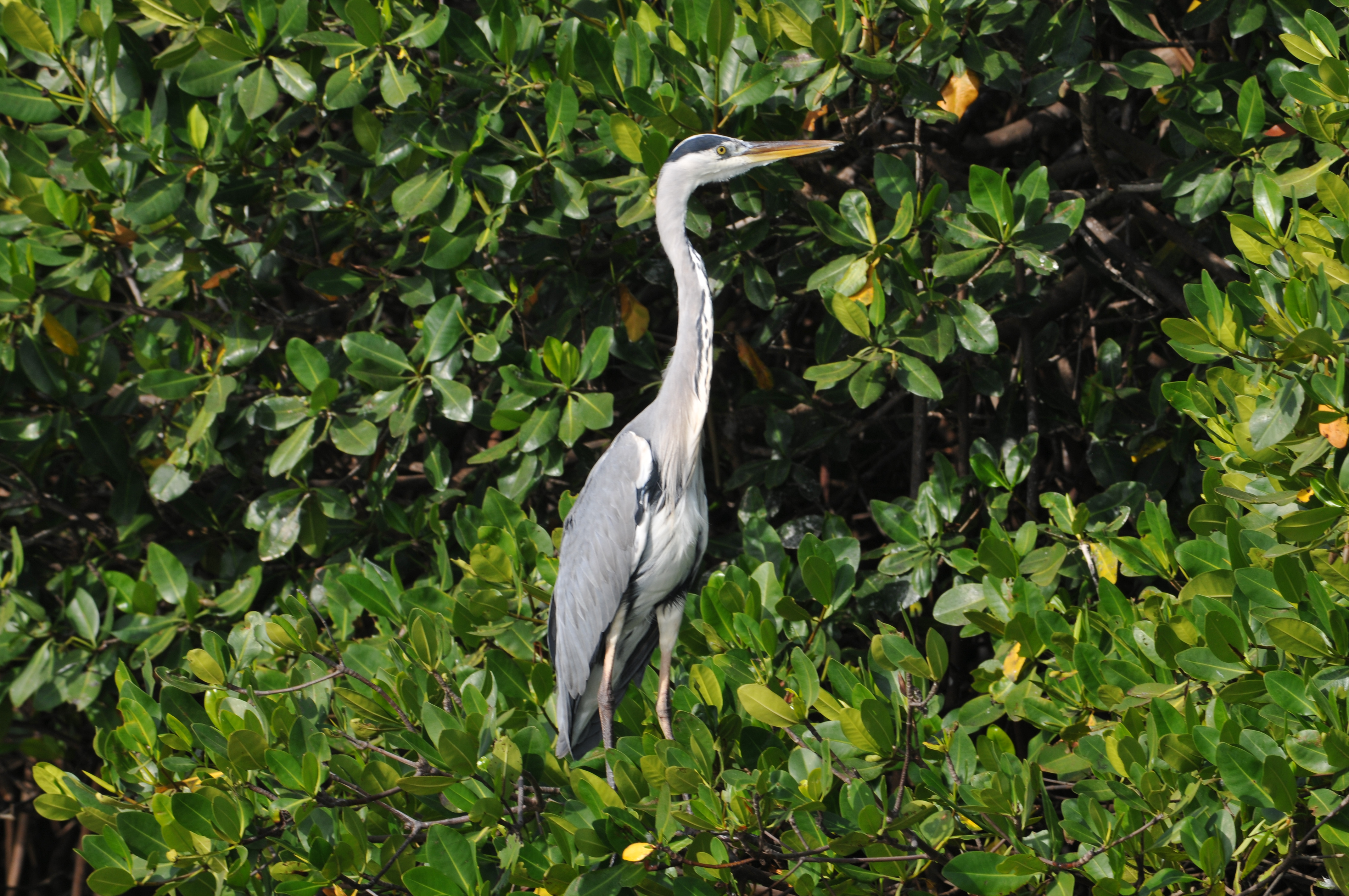 Héron Cendré (Grey Heron, Ardea Cinerea), perché sur la mangrove de la Lagune de la Somone. 