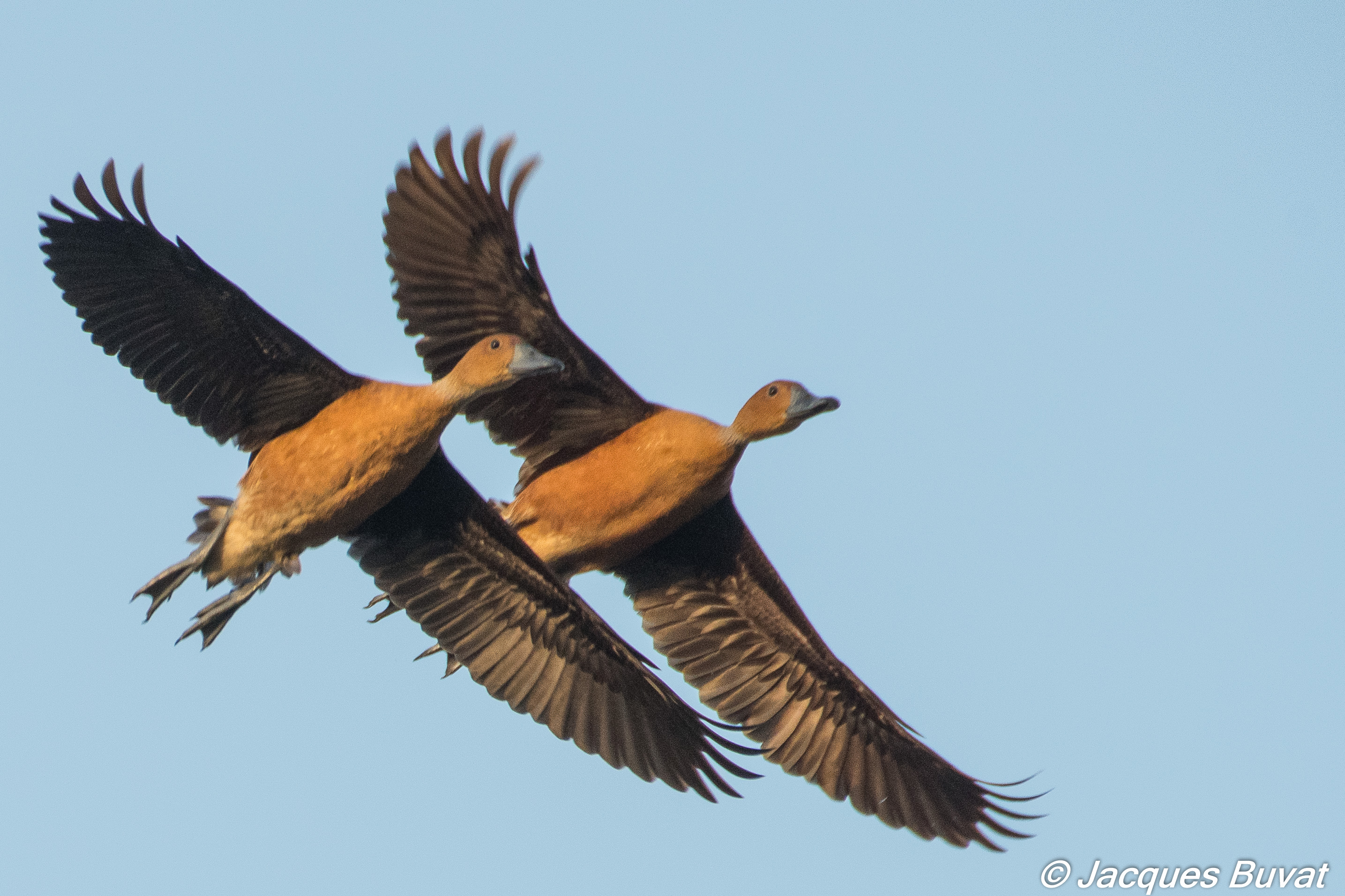 Dendrocygnes fauves (Dendrocygna bicolor, Fulvous whistling duck), envol de deux adultes, Parc National des Oiseaux du Djoudj, Sénégal.