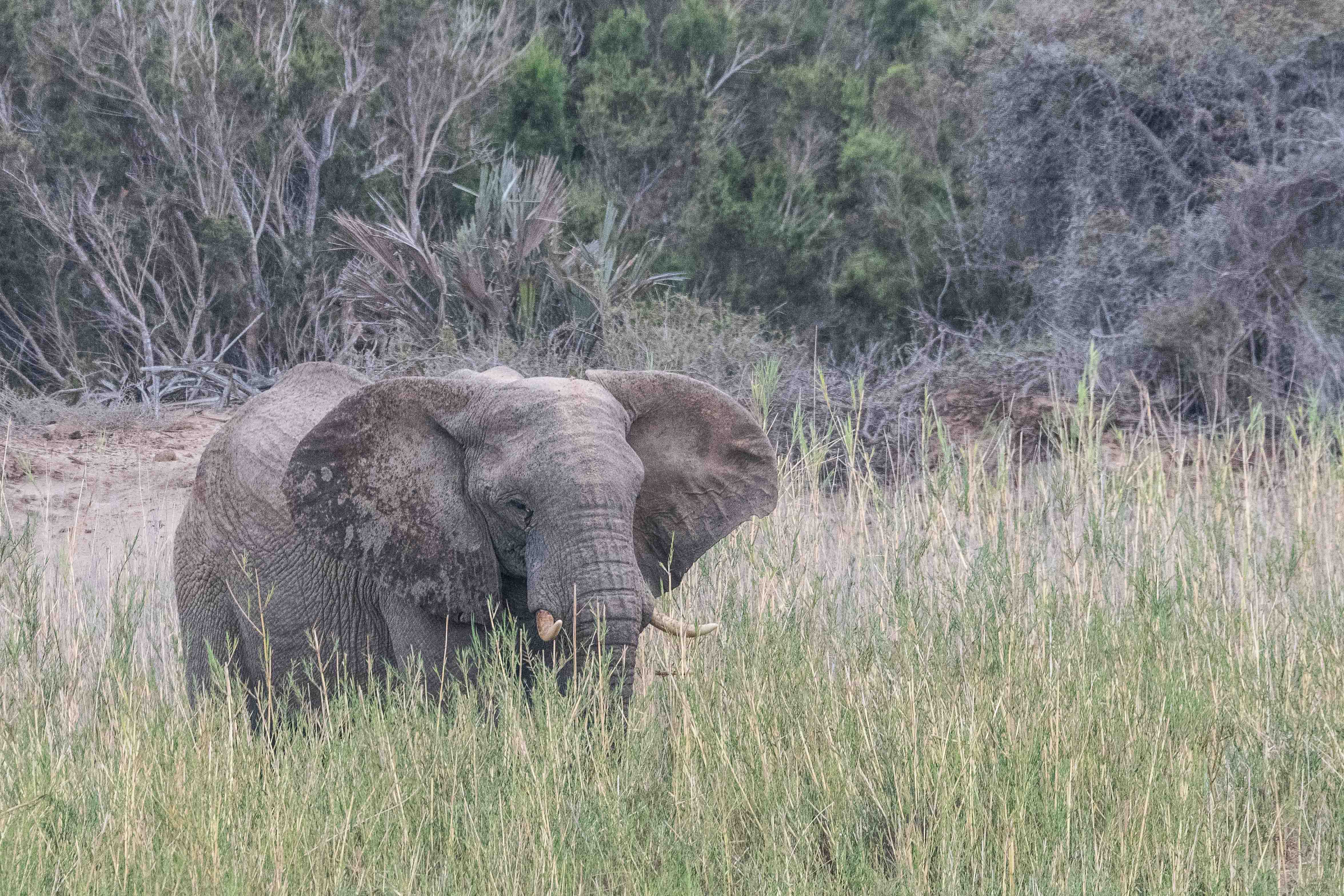 Eléphant de savane adapté au désert (Desert-adapted Bush elephant, Loxodonta africana), jeune mâle solitaire  dans la vallée de l'Hoarusib, Parc National Côte des Squelettes, Namibie.