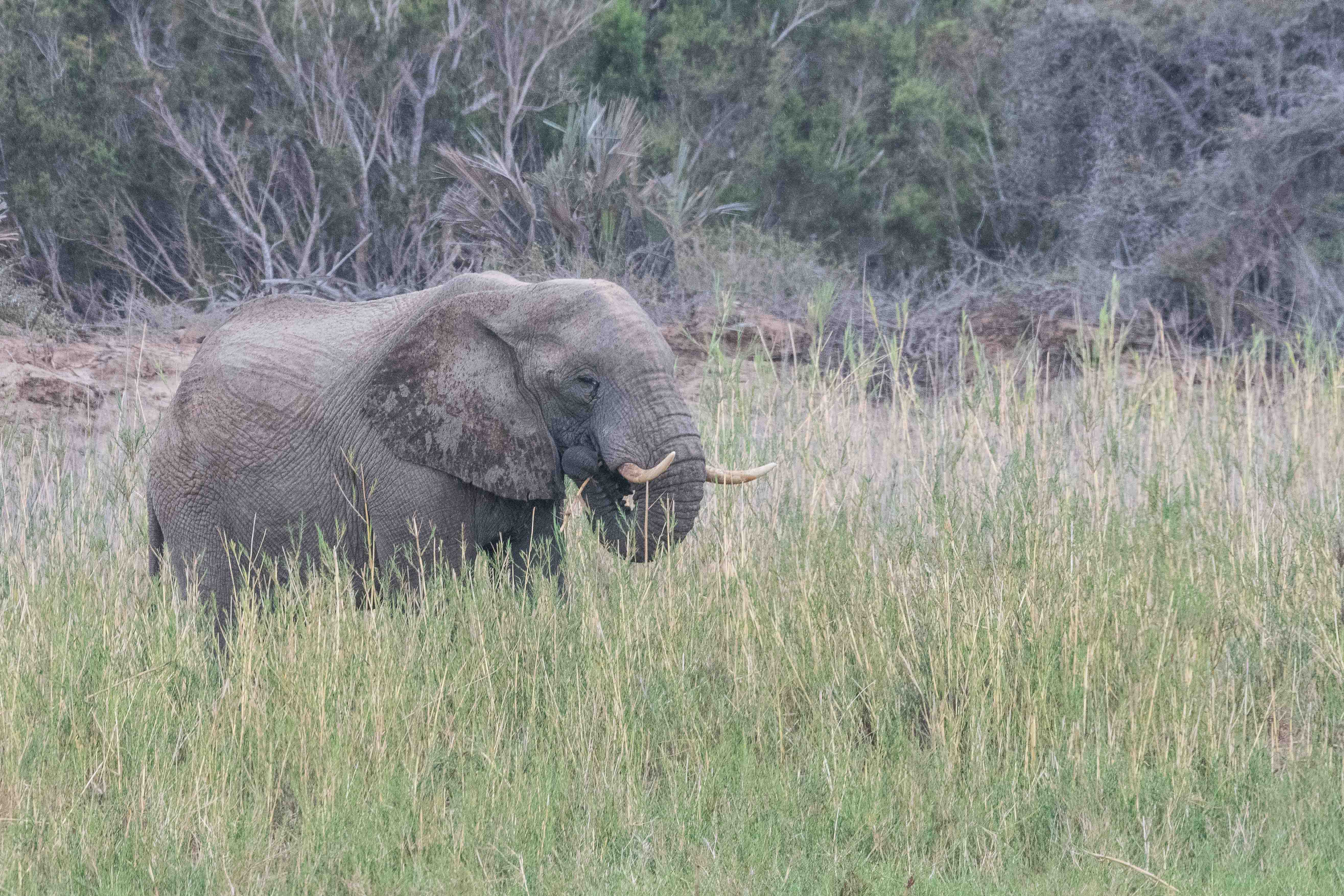 Eléphant de savane adapté au désert (Desert-adapted Bush elephant, Loxodonta africana), jeune mâle solitaire (14 ans) se nourrissant  dans la vallée de l'Hoarusib, Côte des Squelettes, Namibie.