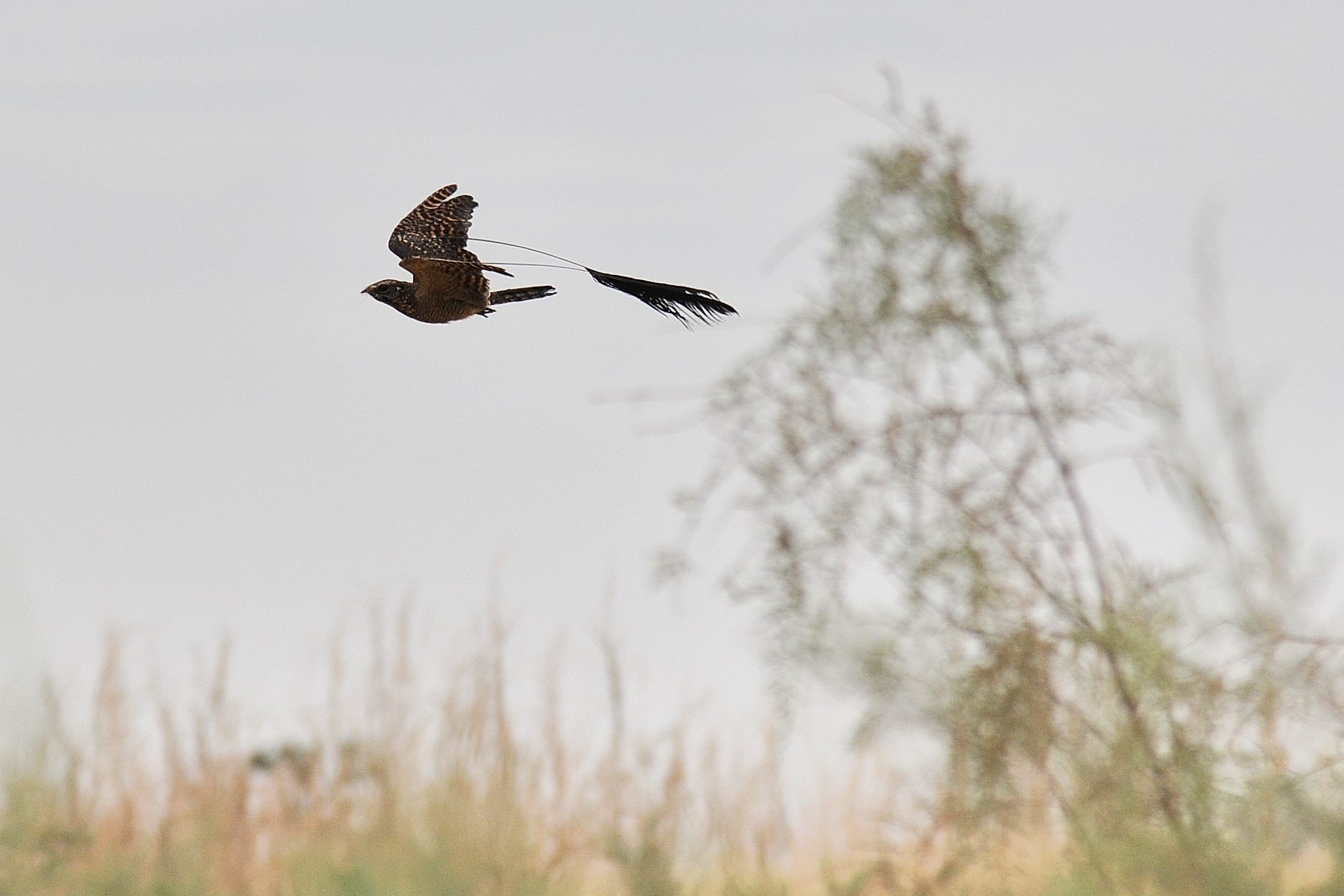 Engoulevent à balanciers (Standard-winged nightjar, Caprimulus longipennis), marigot de Keur Walid Ndiaye, Région de Kaolack, Sénégal