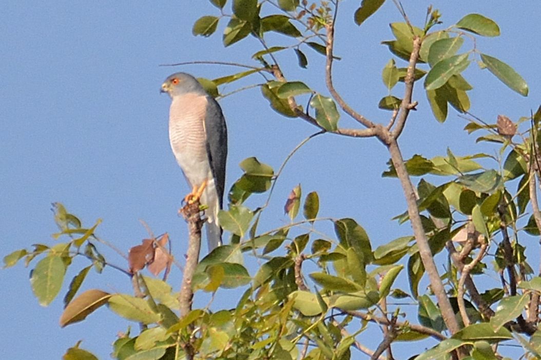 Epervier shikra (Shikra, Accipiter Badius), mâle adulte, Réserve de Fathala, Région de Fatick, Sénégal.