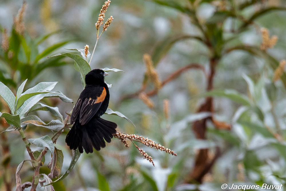 Euplecte à épaules orangées, mâle-adulte nuptial paradant, Parc National du Lac Mburo, Ouganda