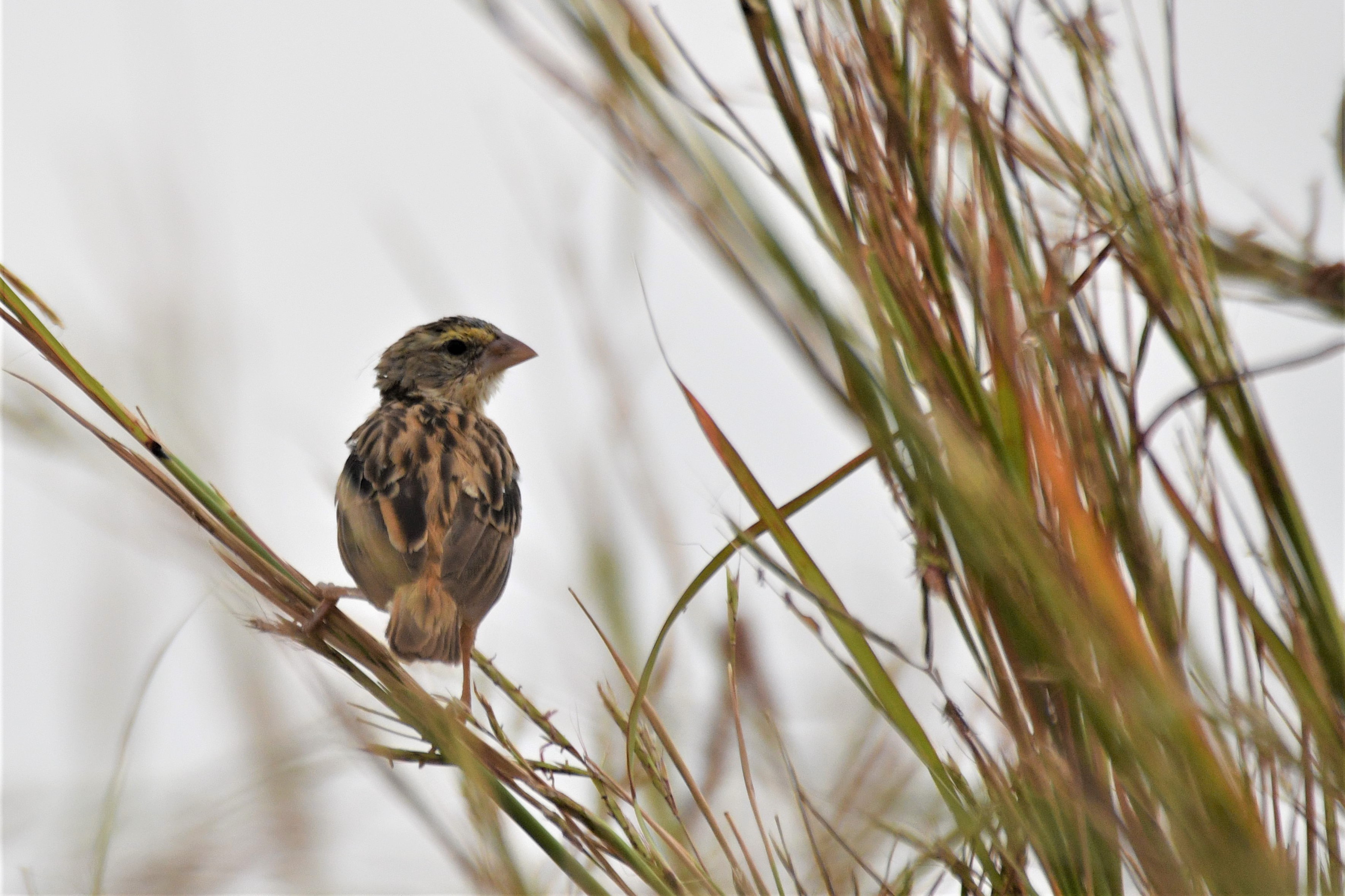 Euplecte Franciscain femelle (Northern Red Bishop, Euplectes Franciscanus), adulte en période nuptiale, Brousse de Somone.