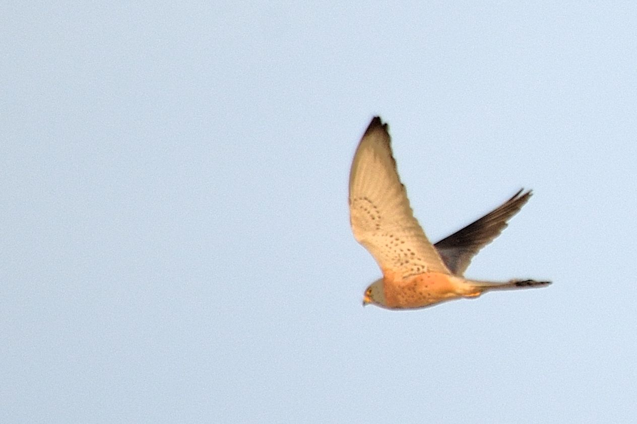 Faucon crécerellette (Lesser Kestrel, Falco naumanni), mâle adulte rentrant au dortoir de l'ile Kousmar en début de soirée, Ndiaffate, Sénégal.