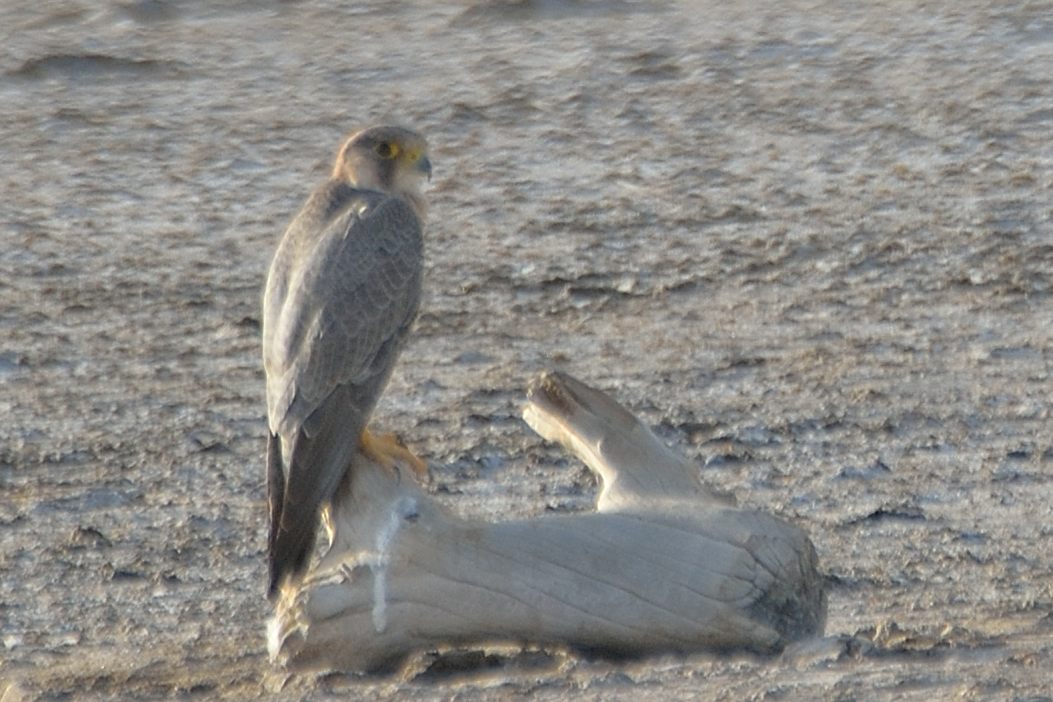 Faucon de Barbarie (Barbary falcon, Falco pelegrinoides),subadulte (2ème année), Ile de Kousmar, Ndiaffate, Sénégal. 