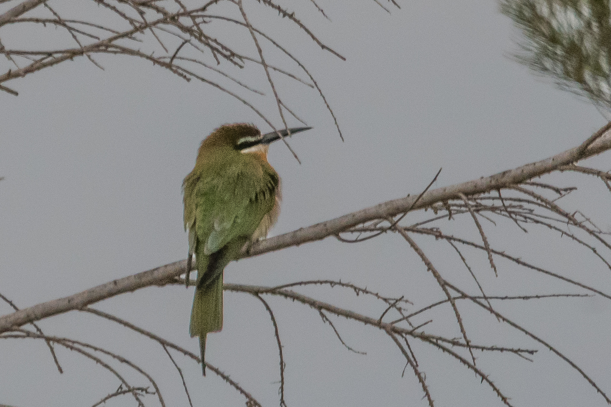 Guêpier de Madagascar (Olive bee-eater, Merops superciliosus ssp alternans), Vallée de l'Hoarusib, Parc National de la Côte des Squelettes, Kunene, Namibie.