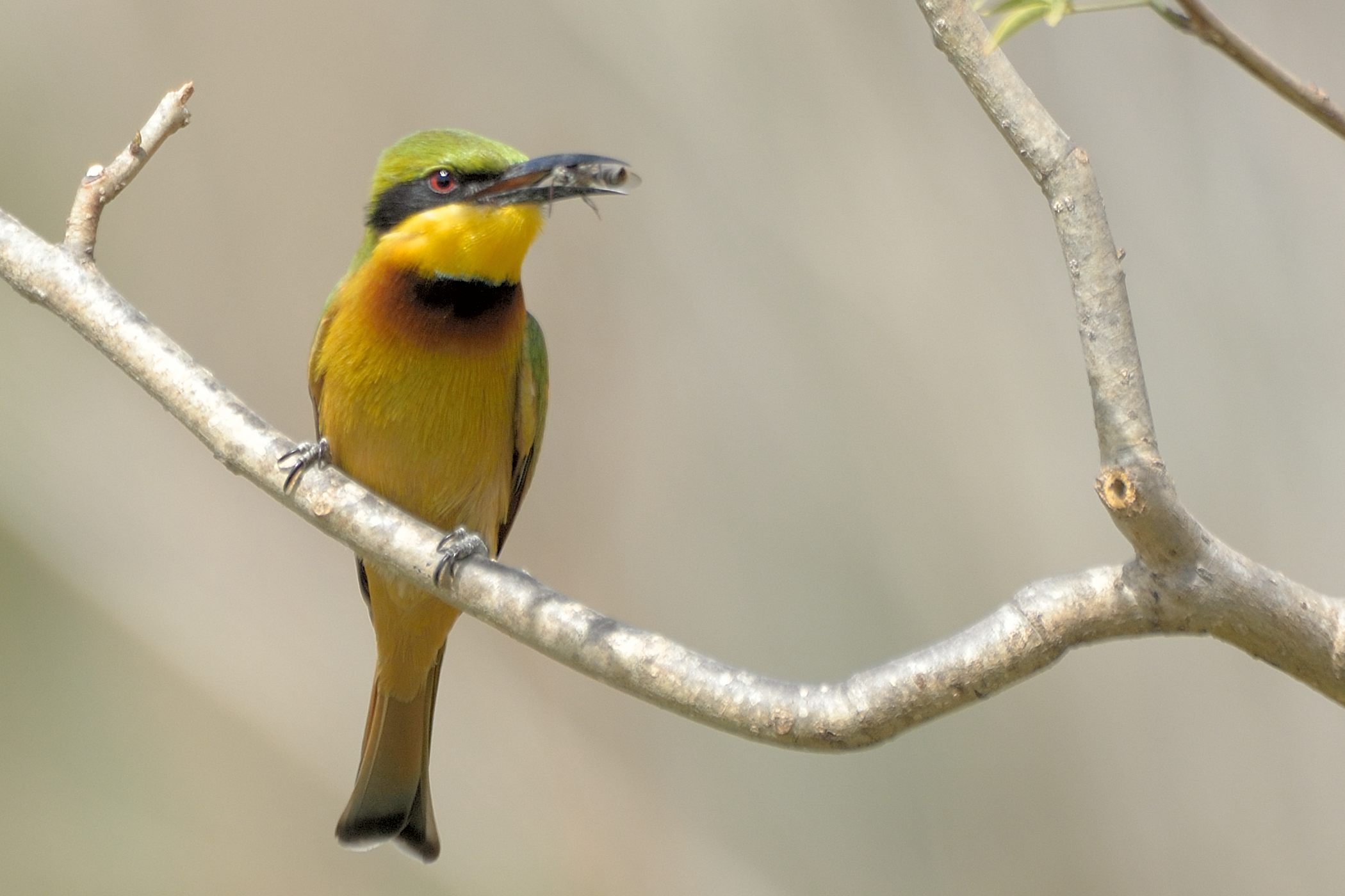 Guêpier nain (Little Bee-eater, Merops pusillus), adulte s'apprêtant à déglutir la guêpe qu'il vient de capturer, Brousse de Somone.