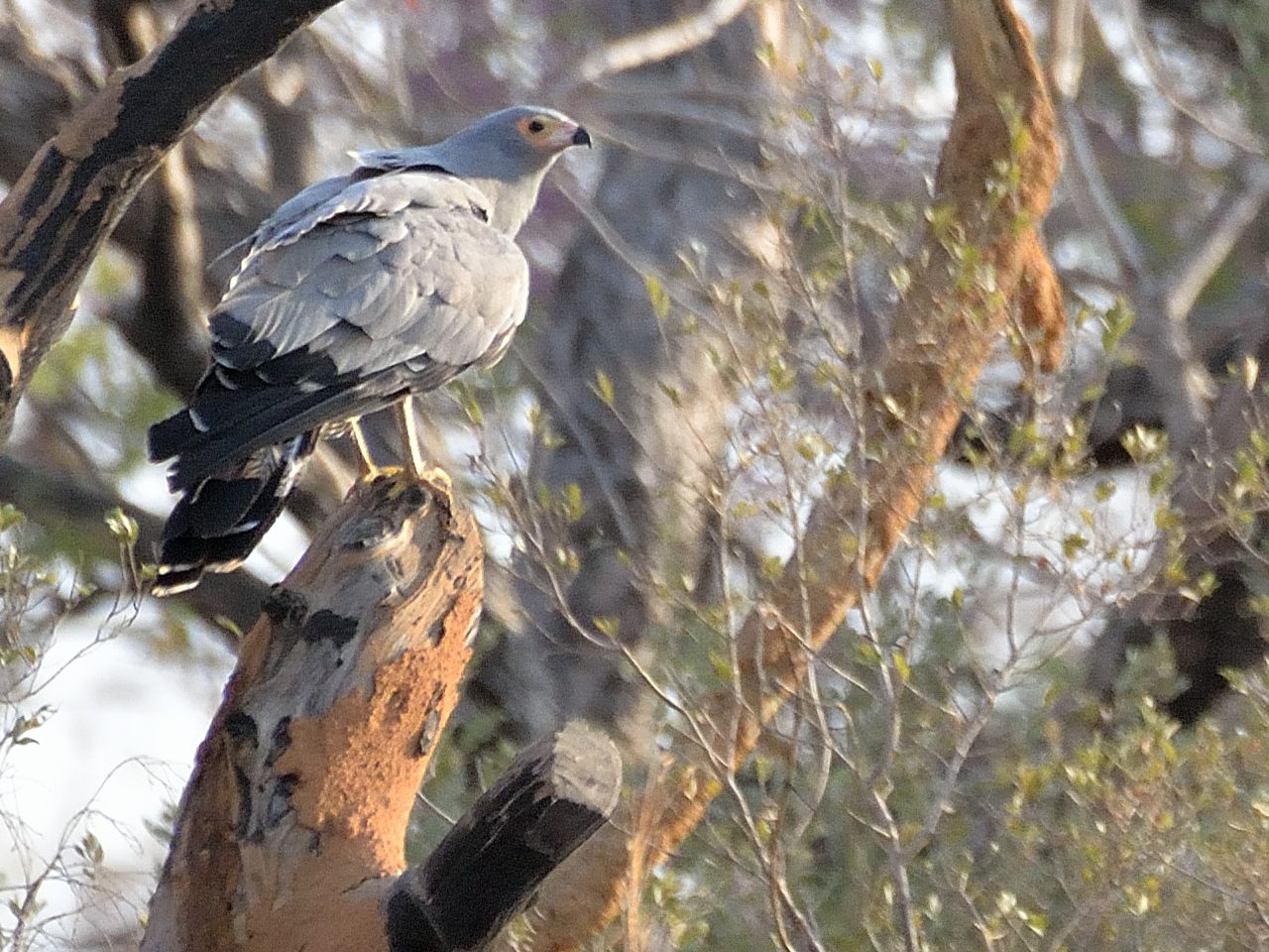 Gymnogène d'Afrique (African Harrier-Hawk, Polyboroides typus), adulte aux aguets dans la Réserve de Fathala, Sénégal. 