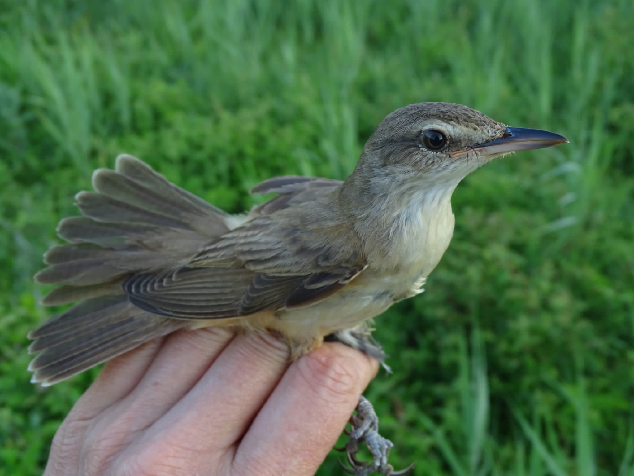 Rousserolle Turdoïde (Great Reed Warbler, Acrocephalus arundinaceus) prise au filet lors d'une séance de baguage sur le Dépôt 54 de la Réserve Naturelle de Mont-Bernanchon, Hauts de France.