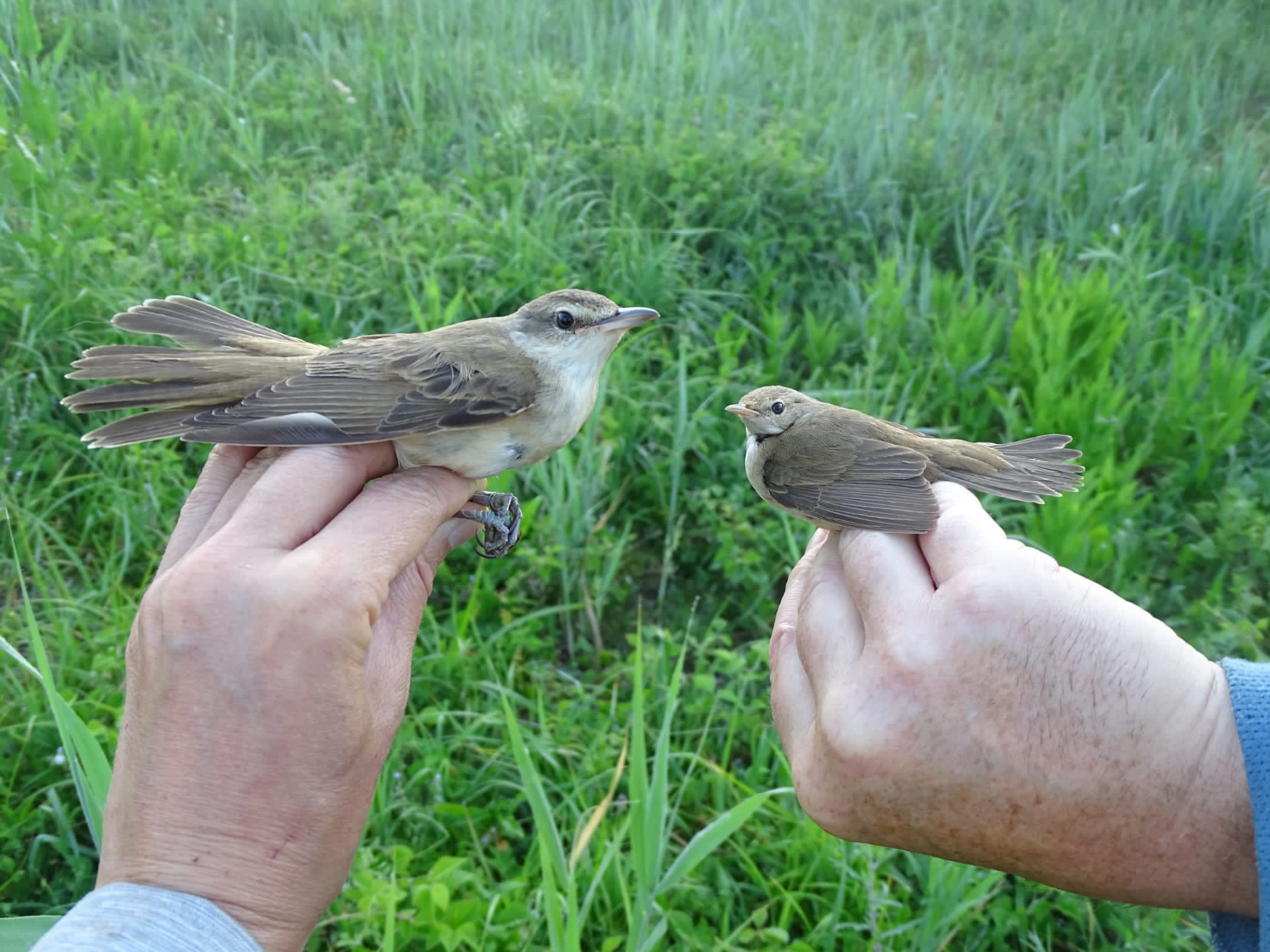 Rousserolles Turdoïde (Great Reed Warbler, Acrocephalus arundinaceus) et Effarvate (Acrocephalus scirpaceus) capturées au filet lors d'une séance de baguage sur le Dépôt 51 de la Réserve Naturelle de Mont-Bernanchon, Hauts de France