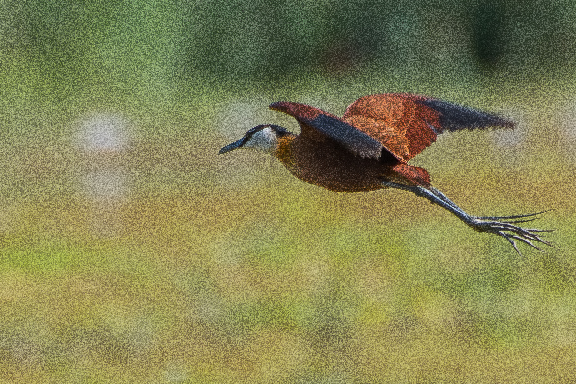  Jacana à poitrine dorée,  (African jacana, Actophilornis africanus), adulte au vol, Réserve Naturelle de Popenguine, Région de Thiès, Sénégal.