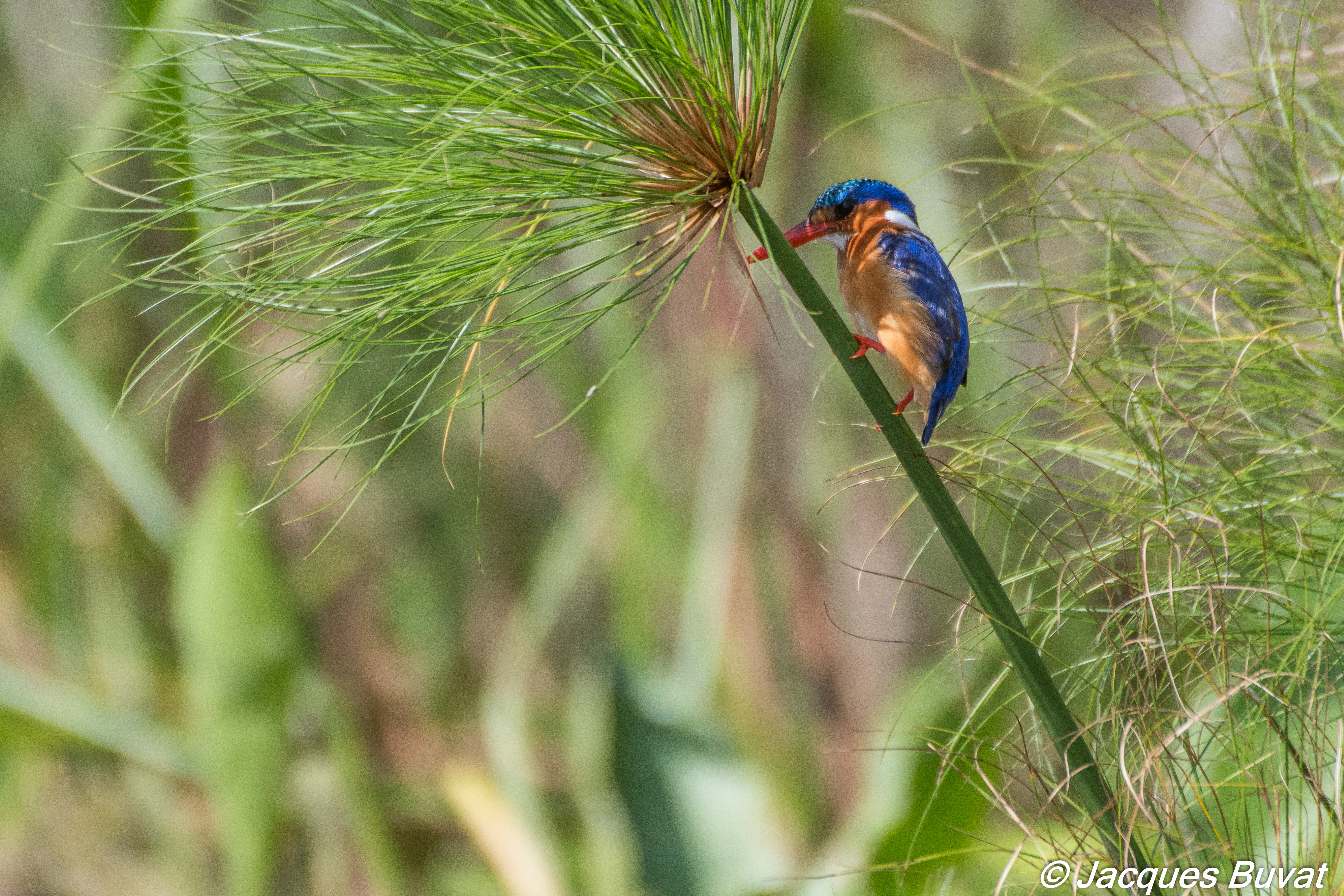 Martin-pêcheur huppé (Malachite kingfisher, Alcedo cristata), adulte guettant des proies du haut d’une tige de papyrus, Parc National d'Etosha, Namibie et Marais de Mabamba, Ouganda. 