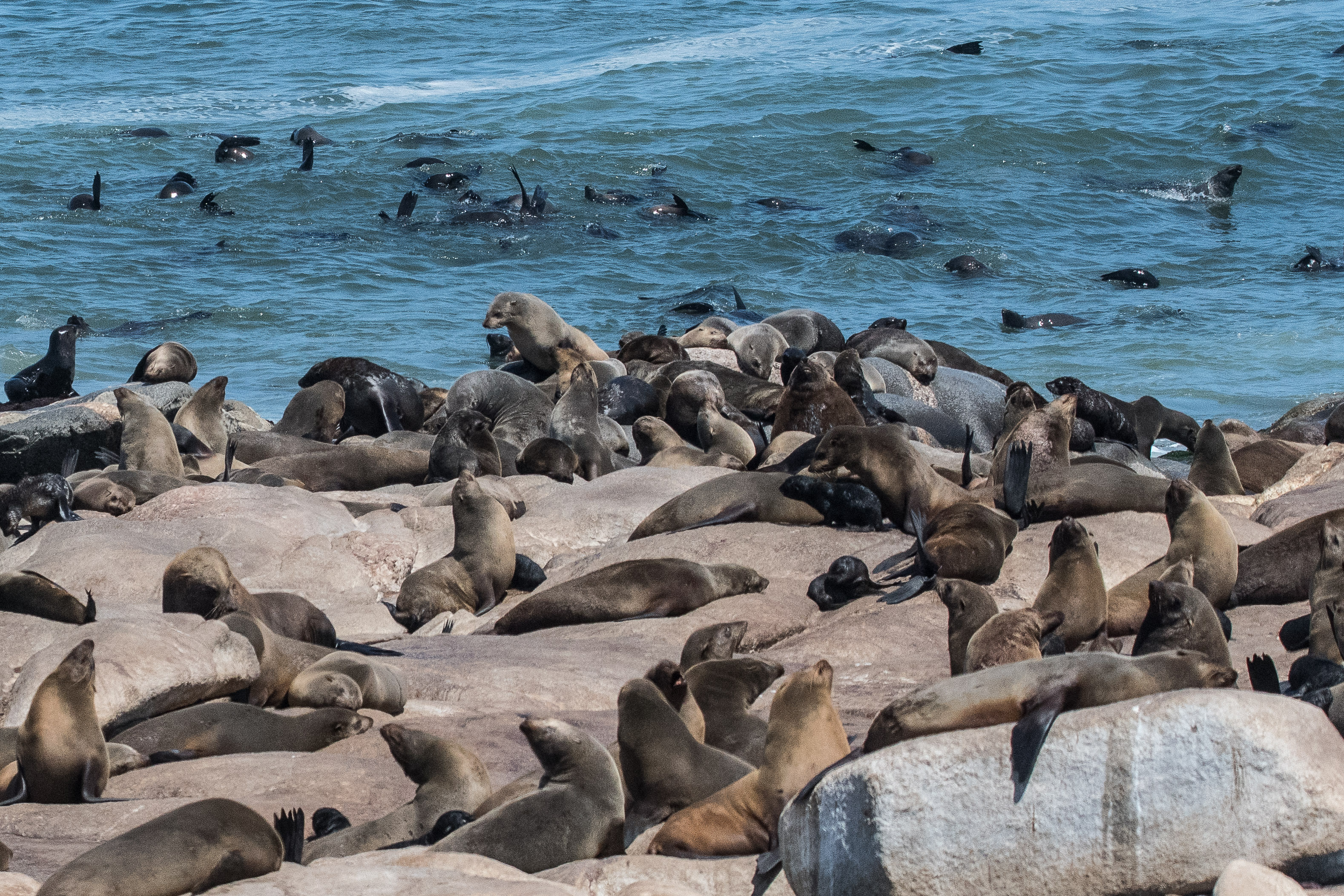 Otaries à fourrure du Sud (South-African Fur Seal, Arctocephalus pusillus), entre farniente et baignade, Colonie de  Möwe bay, Parc National de la Côte des Squelettes, Namibie.