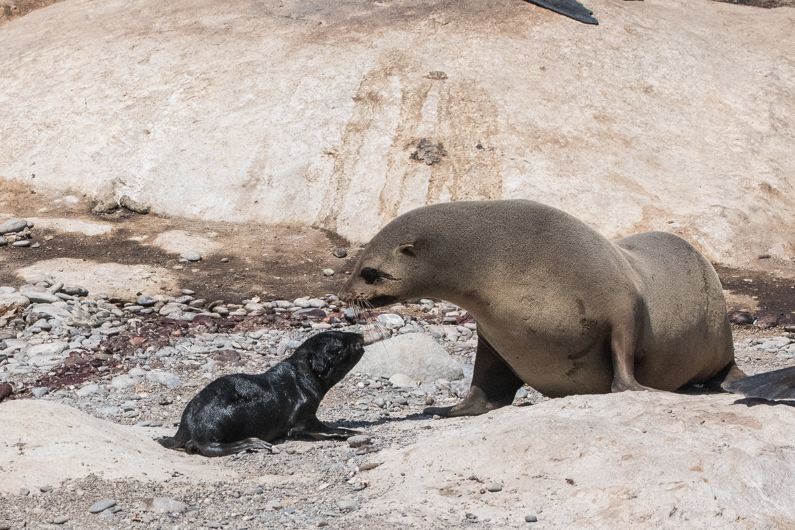 Otaries à fourrure du Sud (South-African Fur Seals, Arctocephalus pusillus), Femelle adulte et juvénile en adoration mutuelle, Möwe Bay,  Namibie. 