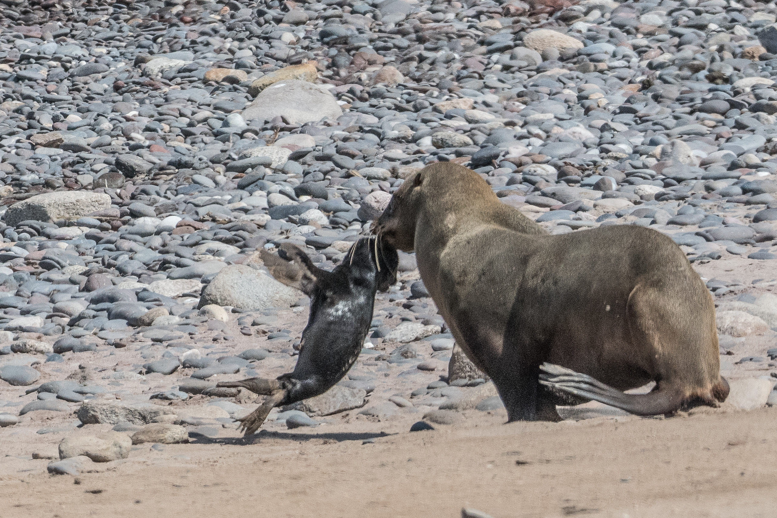 Otaries à fourrure du Sud (South-African Fur Seal, Arctocephalus pusillus), mère transportant son bébé, Möwe bay, Parc National de la Côte des squelettes, Namibie.