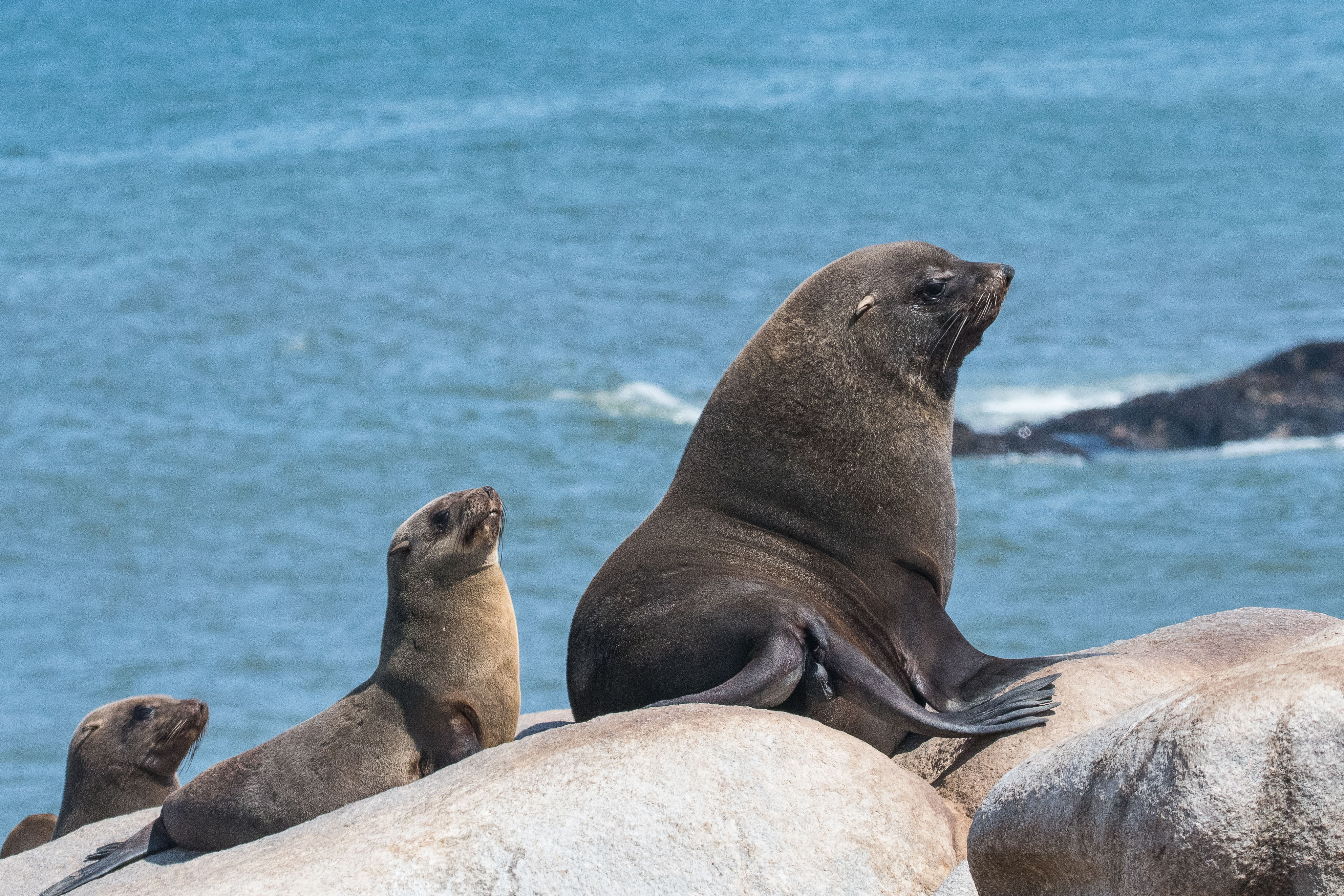 Otaries à fourrure du Sud (South-African Fur Seal, Arctocephalus pusillus), mâle adulte se reposant avec 2 de ses femelles, Möwe bay, Parc National de la Côte des squelettes, Namibie.