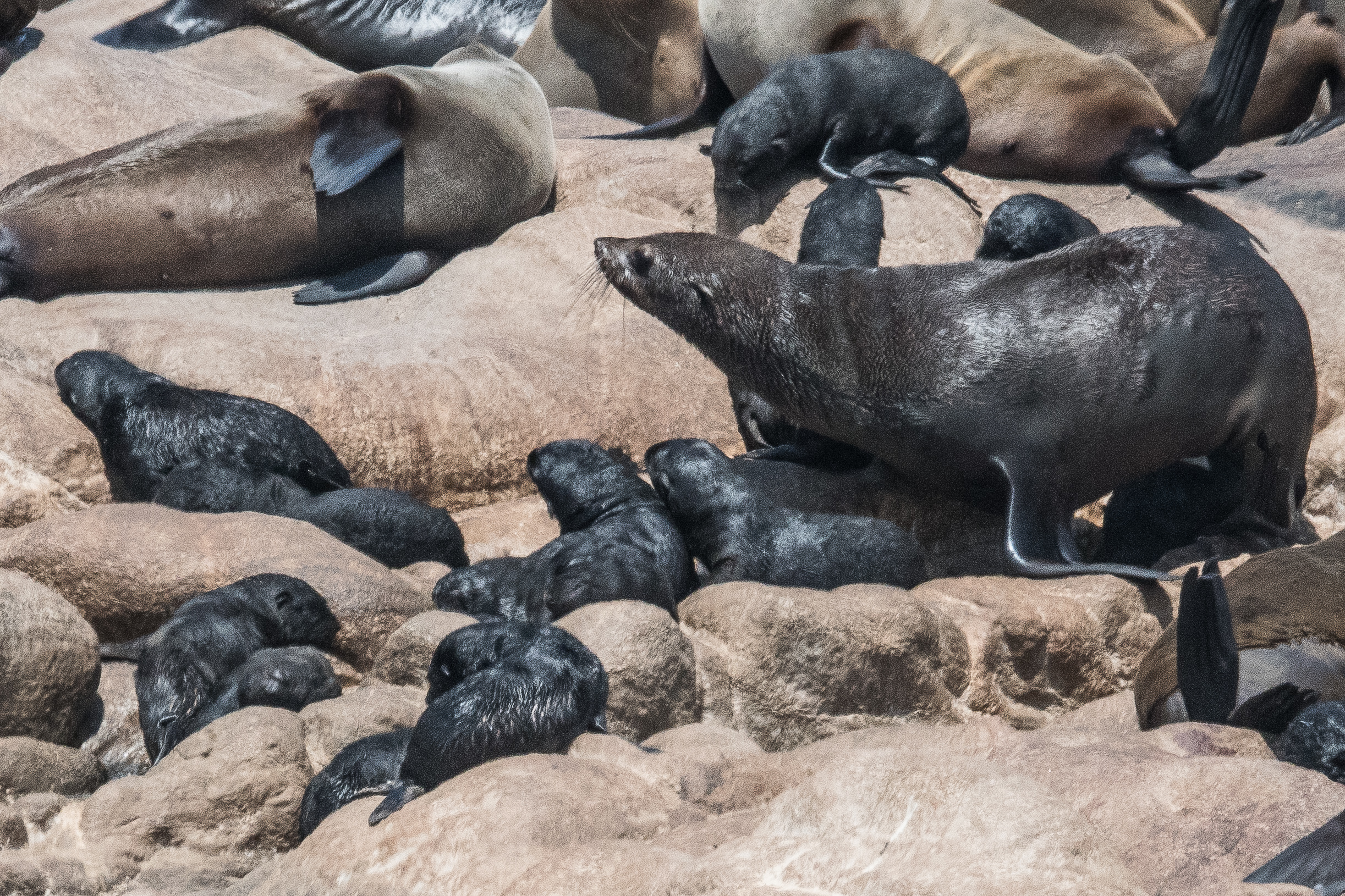 Otaries à fourrure du Sud (South-African Fur Seal, Arctocephalus pusillus), crèche de nourissons et sa gardienne, Möwe bay, Parc National de la Côte des Squelettes, Namibie.