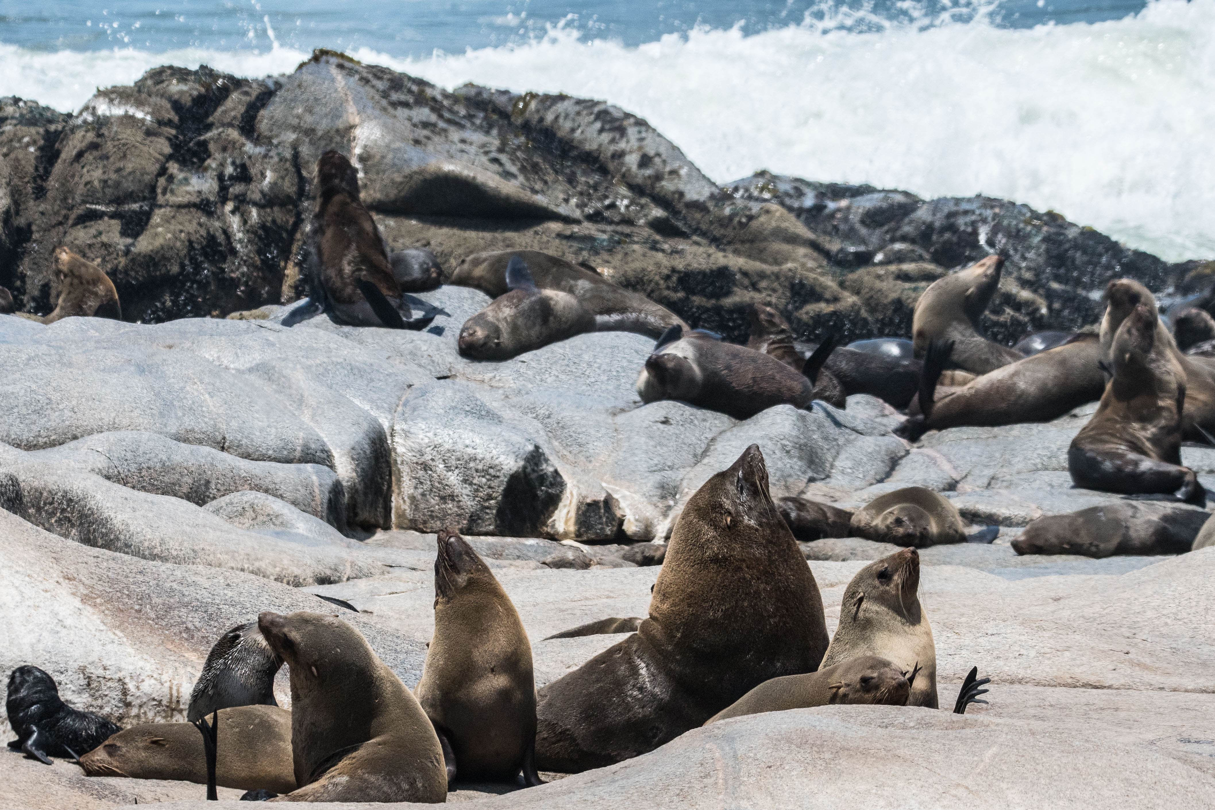 Otaries à fourrure du Sud (South-African Fur Seal, Arctocephalus pusillus), Mâle adulte entouré de son harem et d'un juvénile, Colonie de  Möwe bay, Parc National de la Côte des squelettes, Namibie.