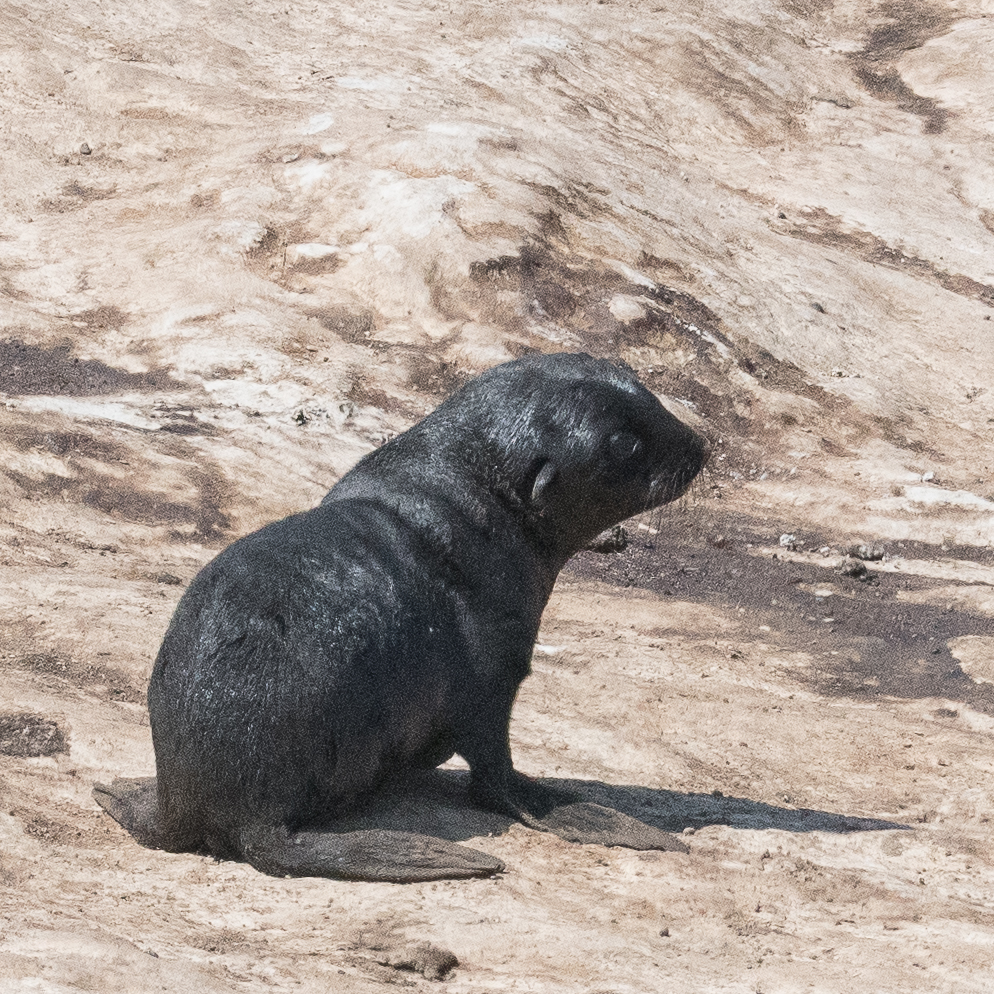 Otarie à fourrure du sud (South African Fur Seal, Arctocephalus pusillus), juvénile semblant égaré, Möve bay, Parc National de la Côte des Squelettes, Namibie.