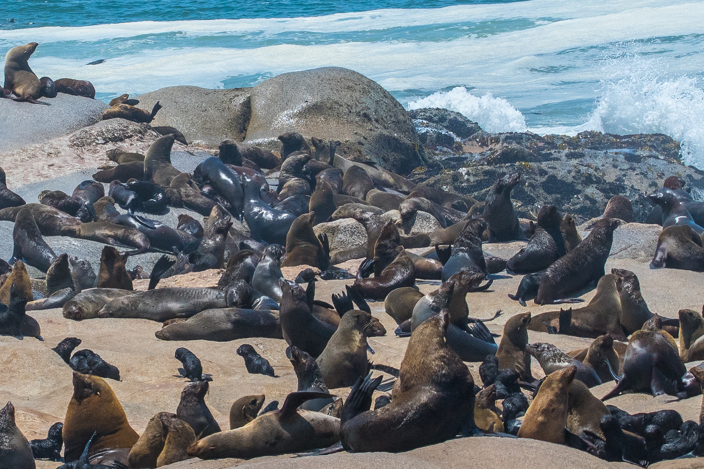 Otaries à fourrure du Sud (South-African Fur Seal, Arctocephalus pusillus), une petite partie de la colonie de Möwe Bay, Parc National de la Côte des Squelettes, Namibie.