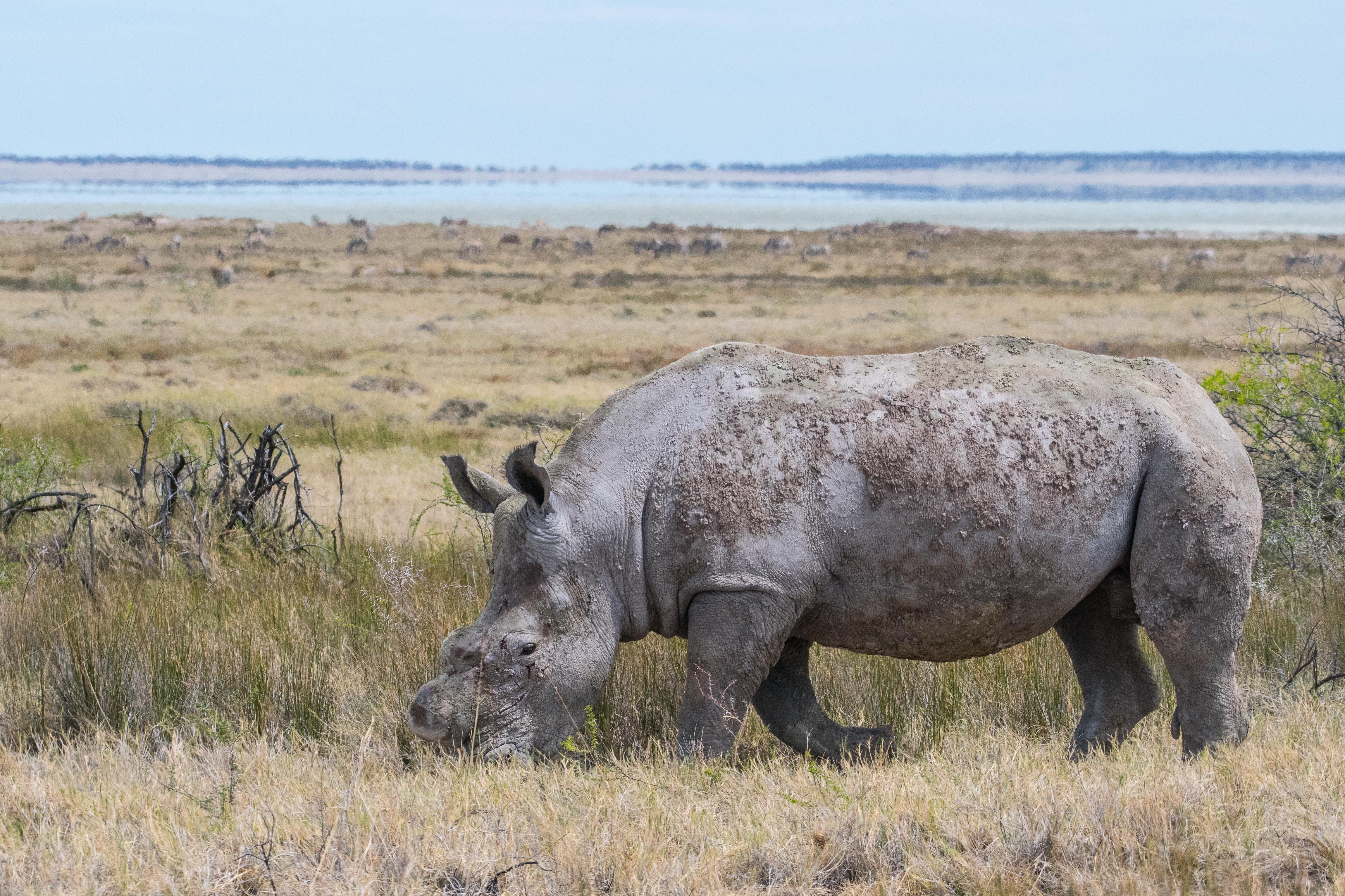 Rhinoceros blanc du Sud (Southern white rhinoceros, Ceratotherium simum), jeune mâle adulte écorné paissant, Namutoni, Parc National d'Etosha, Namibie.