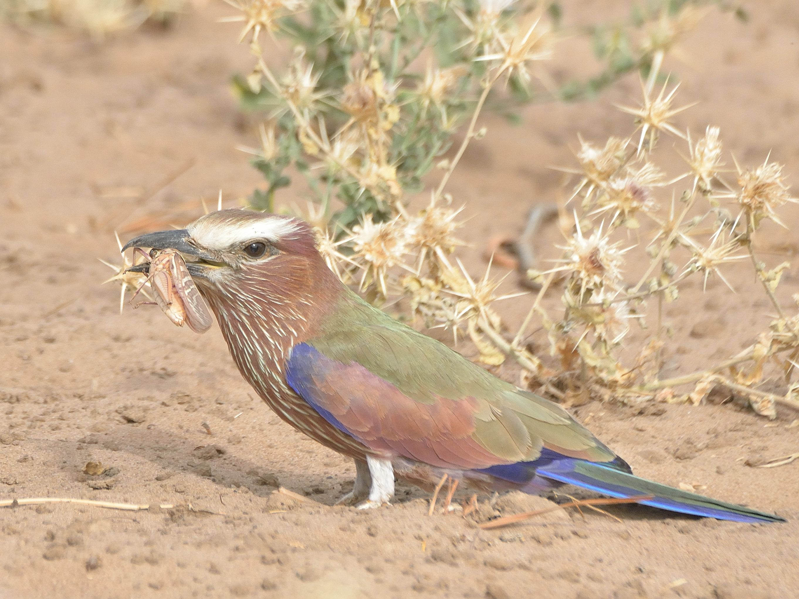 Rollier varié (Purple roller, Coracias naevus) s’apprêtant à déguster le criquet qu'il vient d'attraper, Brousse de Somone.