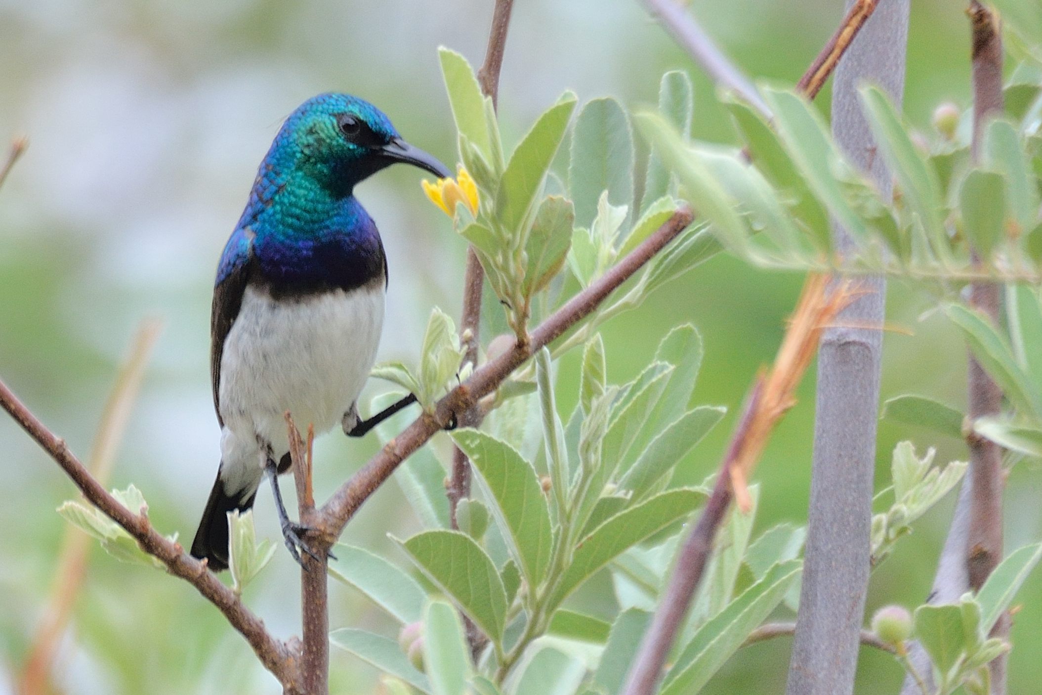 Souimanga à ventre blanc (White-bellied sunbird, Cinnyris talatala), mâle nuptial butinant, Marataba camp, Limpopo province, Afrique du Sud