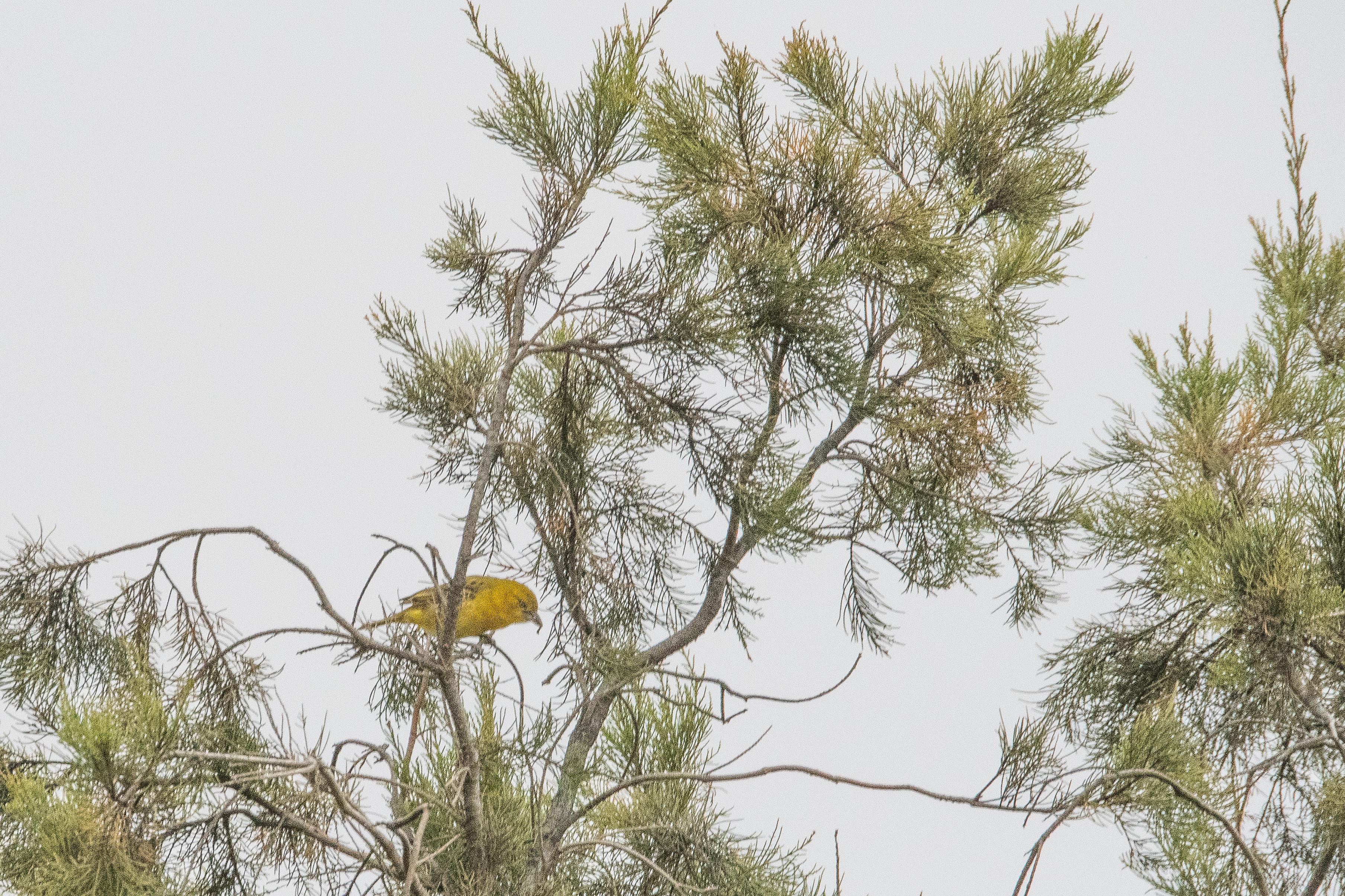 Tisserin safran (Holub's golden weaver, Ploceus xanthus), femelle adulte venant de capturer une chenille, Vallée de l'Hoarusib, Kunene, Namibie.