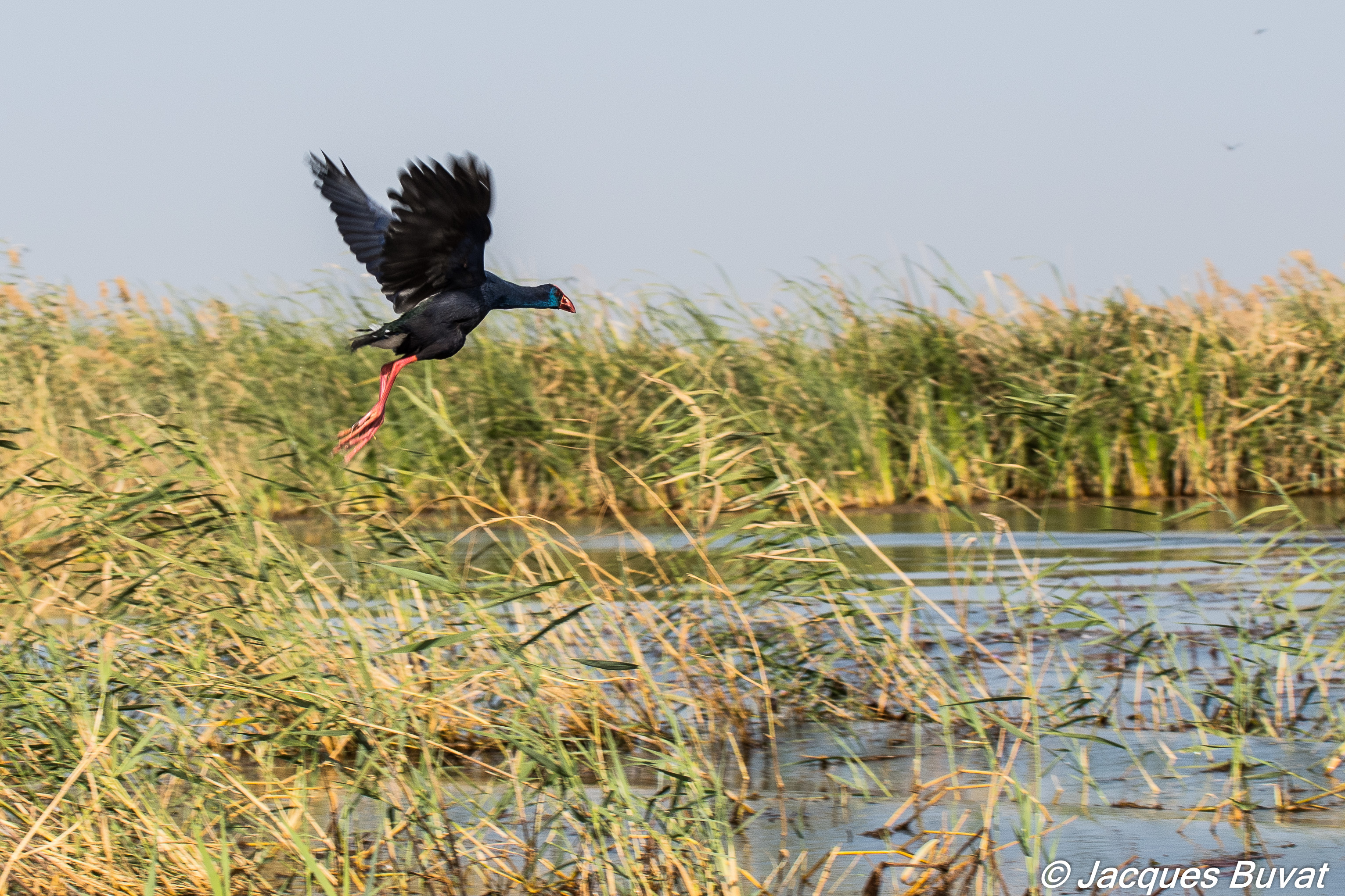 Talève d'Afrique (African swamphen, Porphyrio madagascariensis), envol d'un adulte, Parc National des Oiseaux du Djoudj, Sénégal.